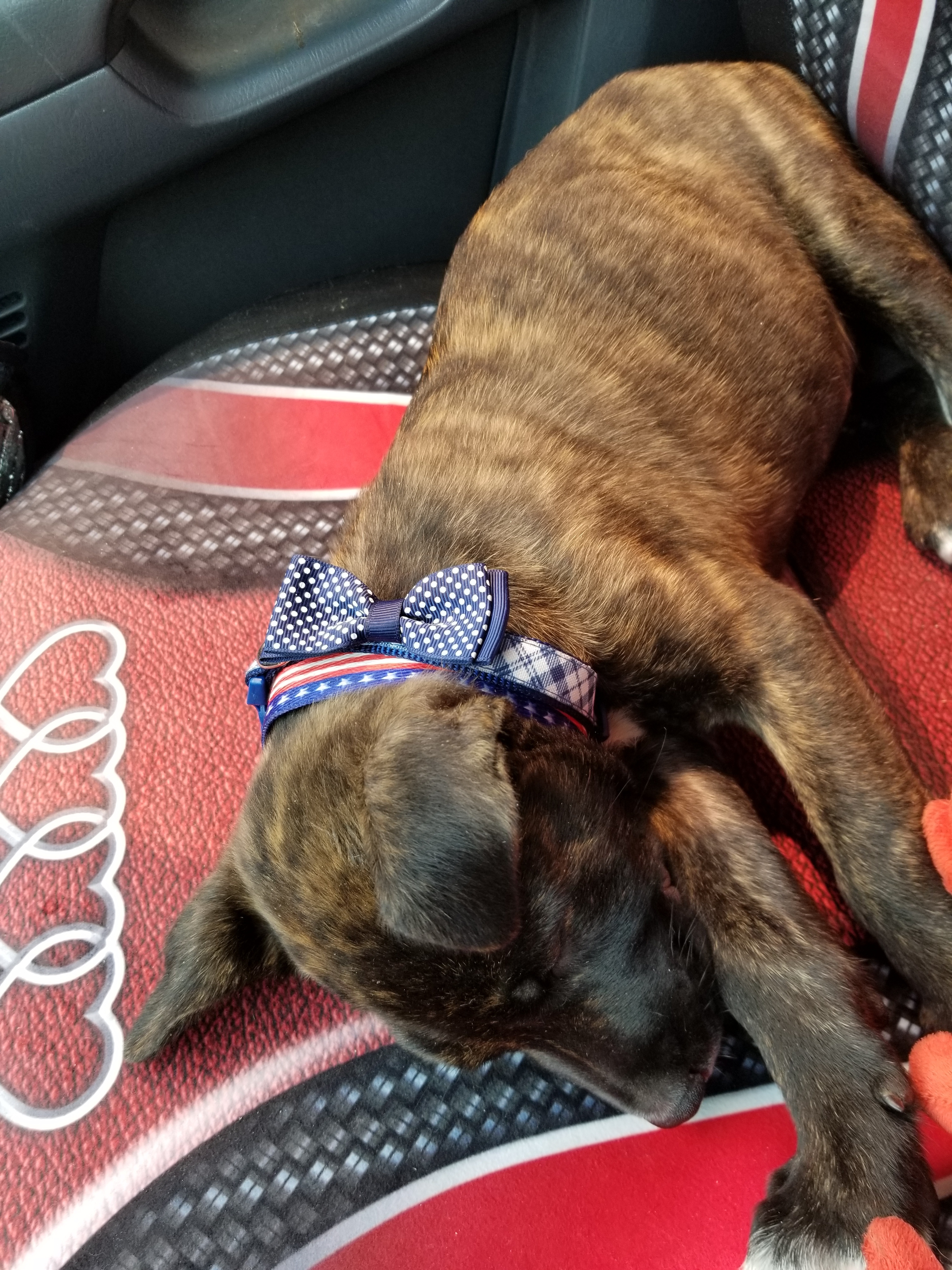 Enlarge Rossi, a Adoptable mixed breed in Cantua Creek, CA image 12/12