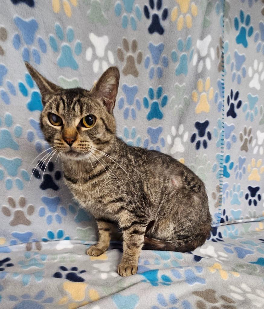 Enlarge Postal, a Adoptable mixed breed in Wabash, IN image 1/1