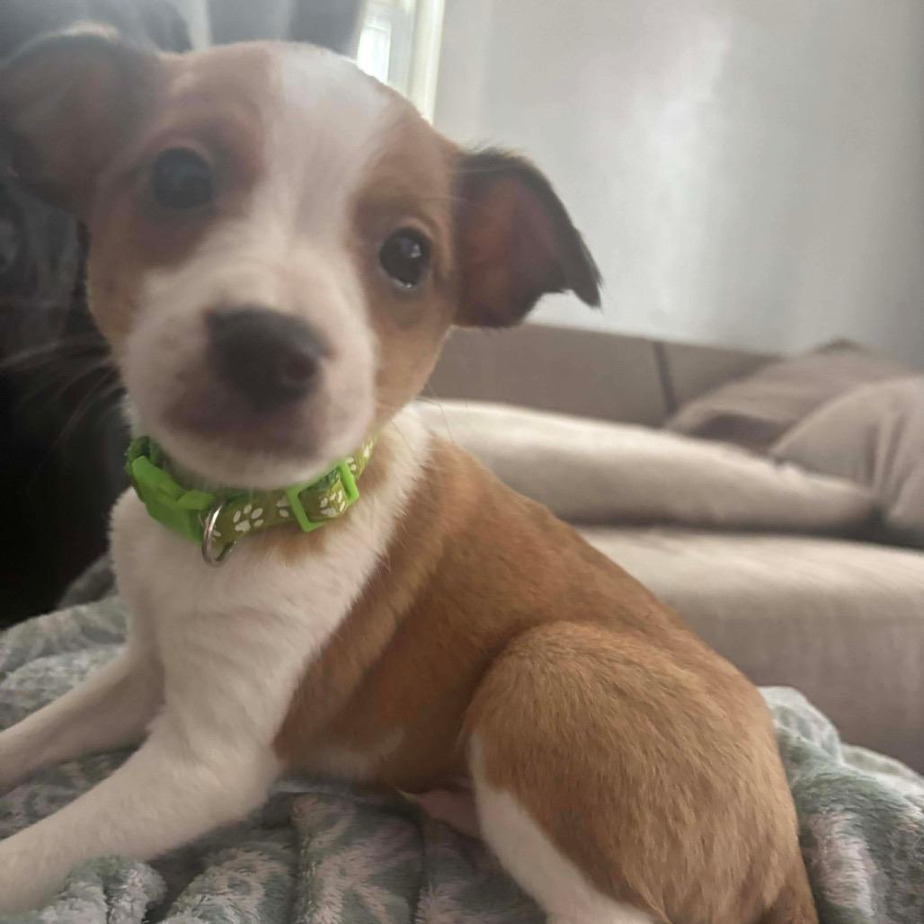 Enlarge Daryl, a Adoptable mixed breed in Tomah, WI image 1/1