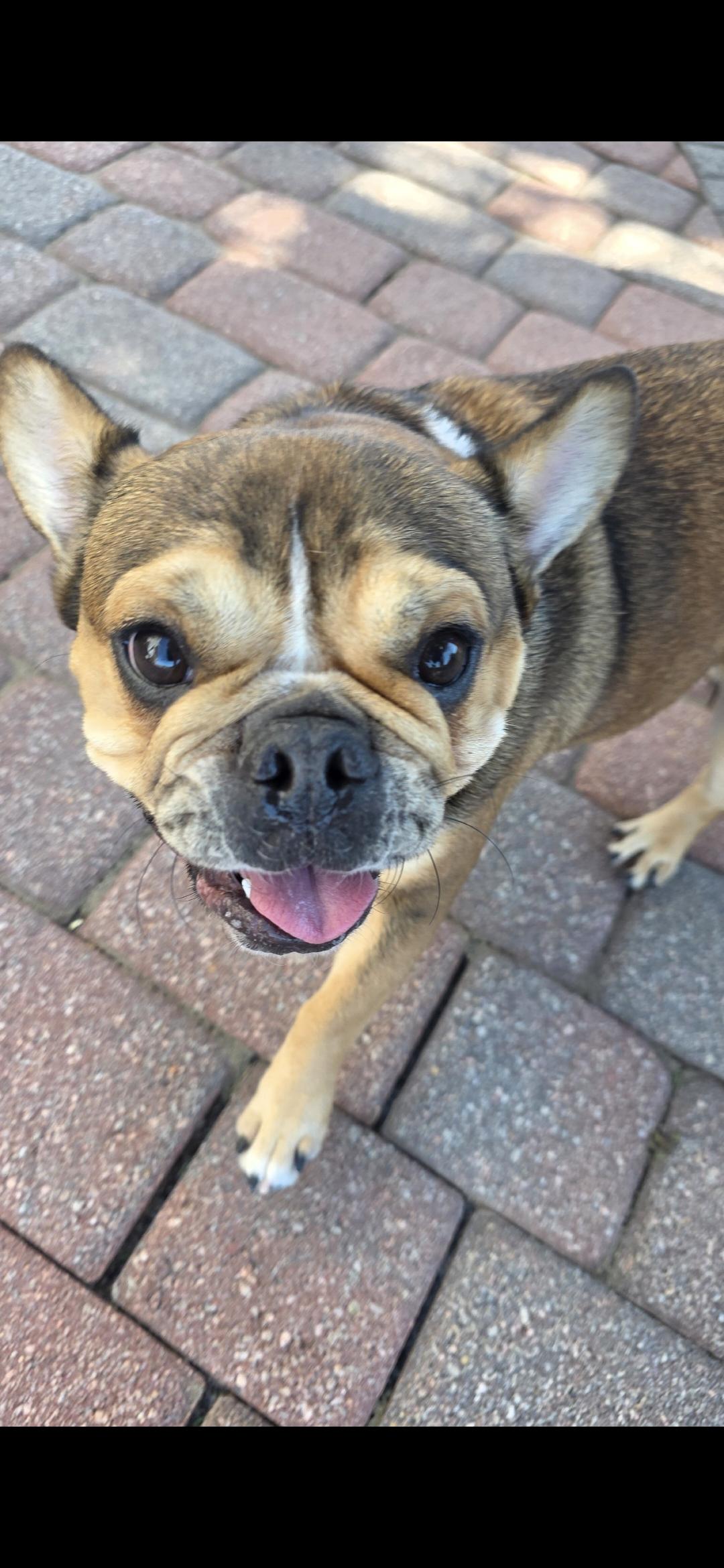 Austin, a ADOPTABLE French Bulldog in Mary Esther, FL image 2/2
