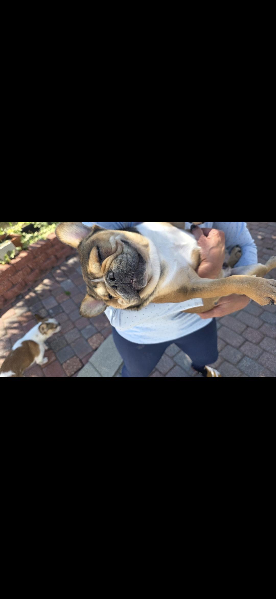 Austin, ADOPTABLE, Young Male French Bulldog.