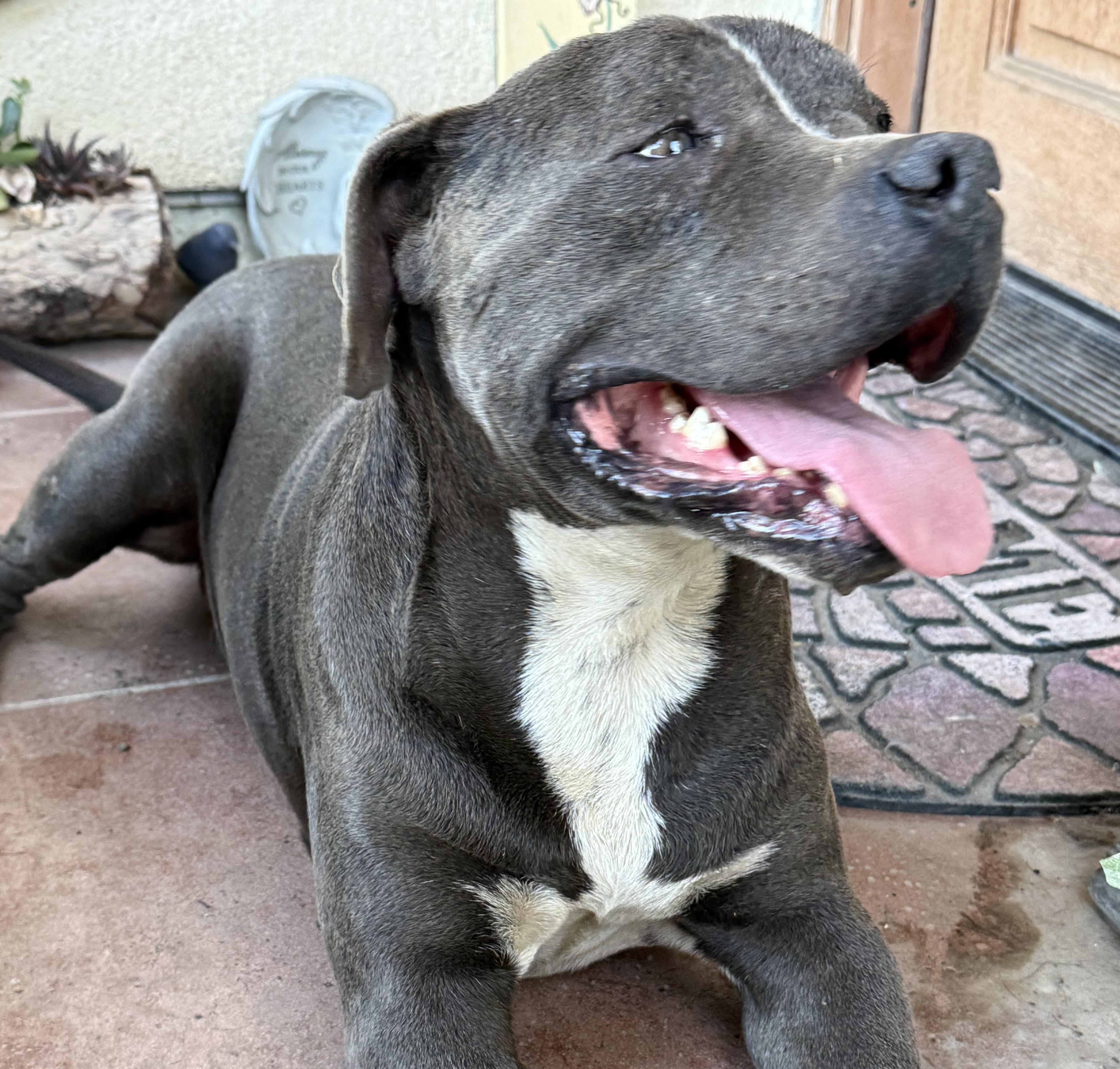 Enlarge Bubs, a Adoptable Pit Bull Terrier in Ventura, CA image 2/5