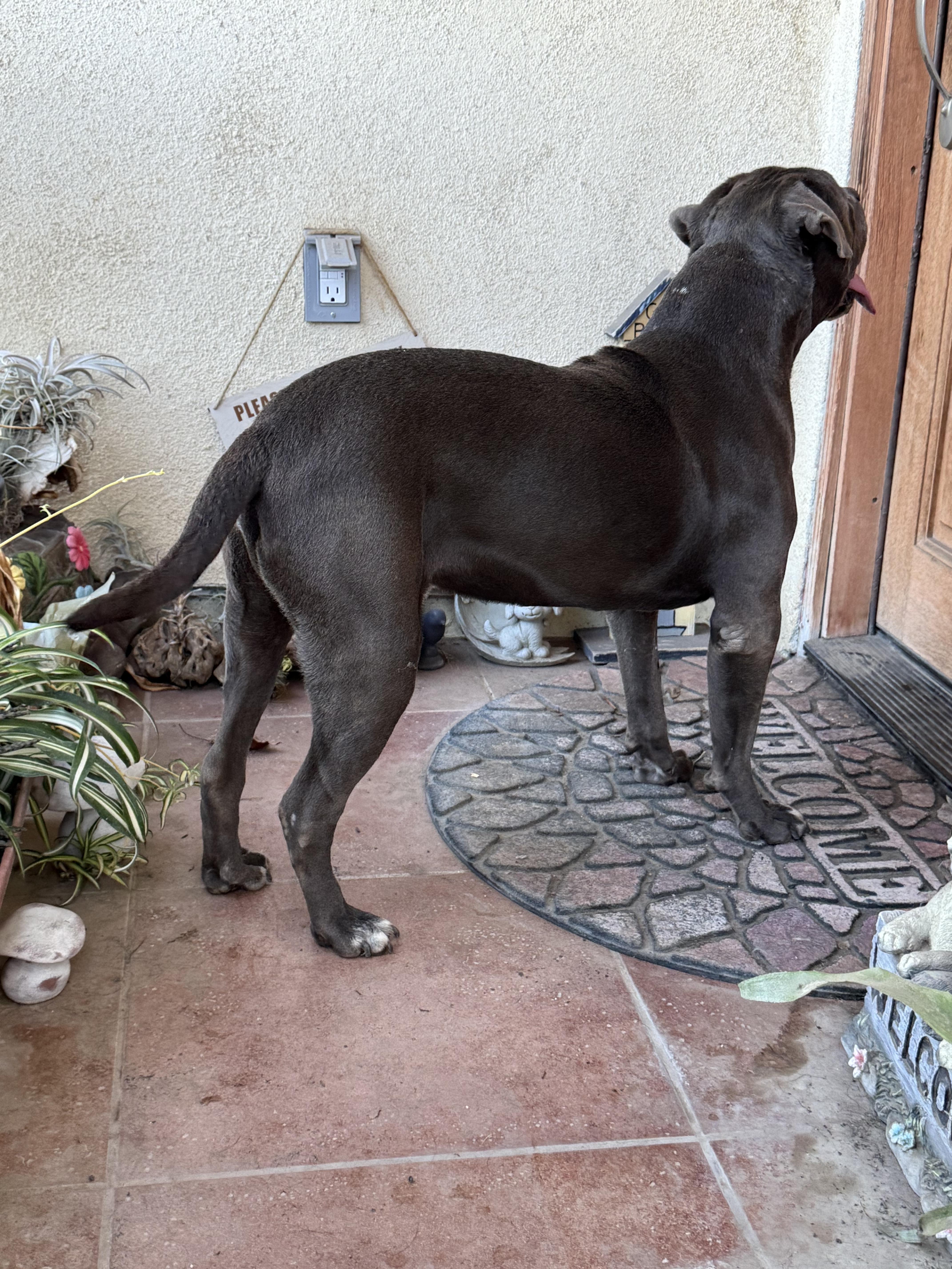 Enlarge Bubs, a Adoptable Pit Bull Terrier in Ventura, CA image 3/5