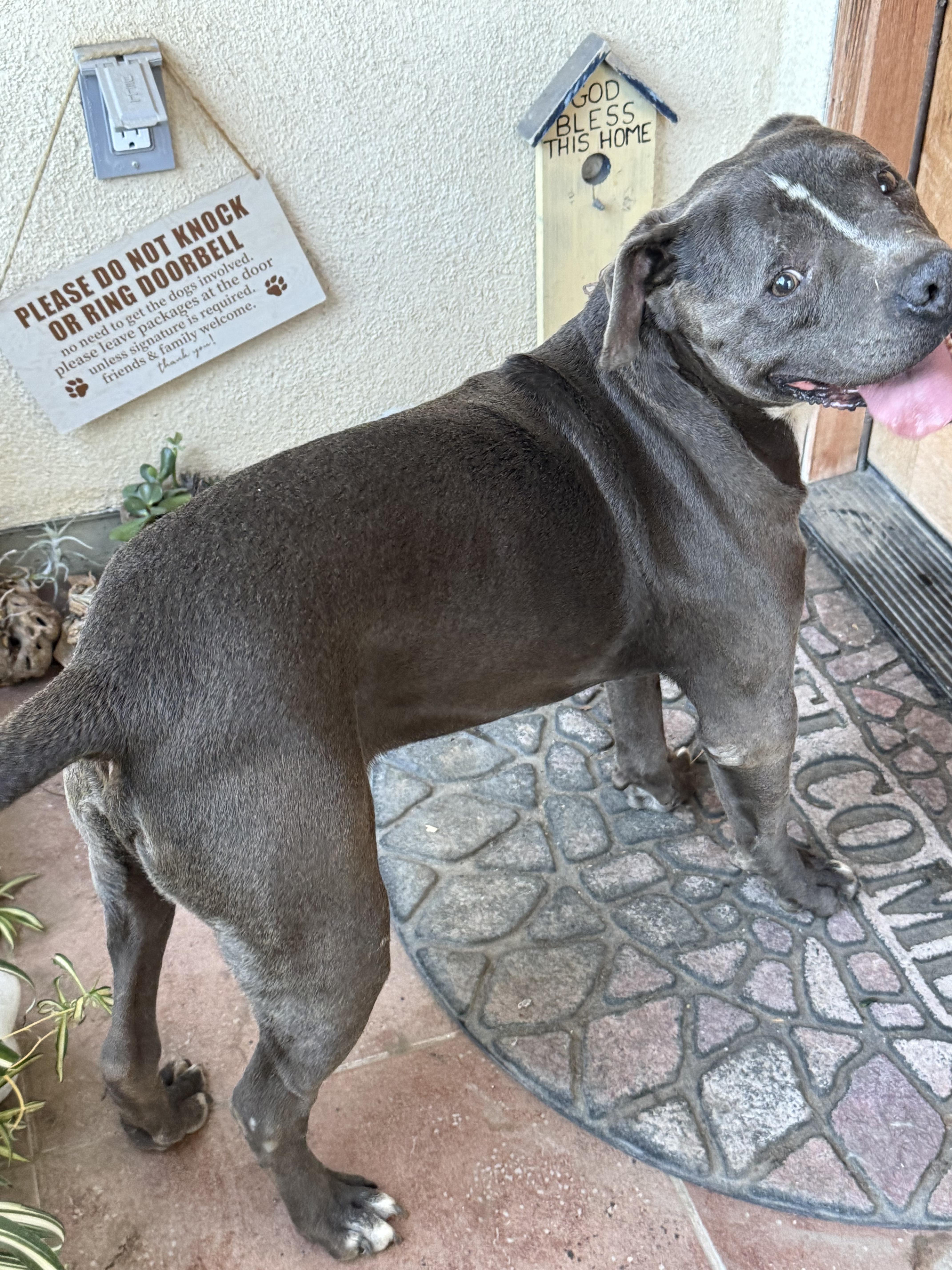 Enlarge Bubs, a Adoptable Pit Bull Terrier in Ventura, CA image 4/5