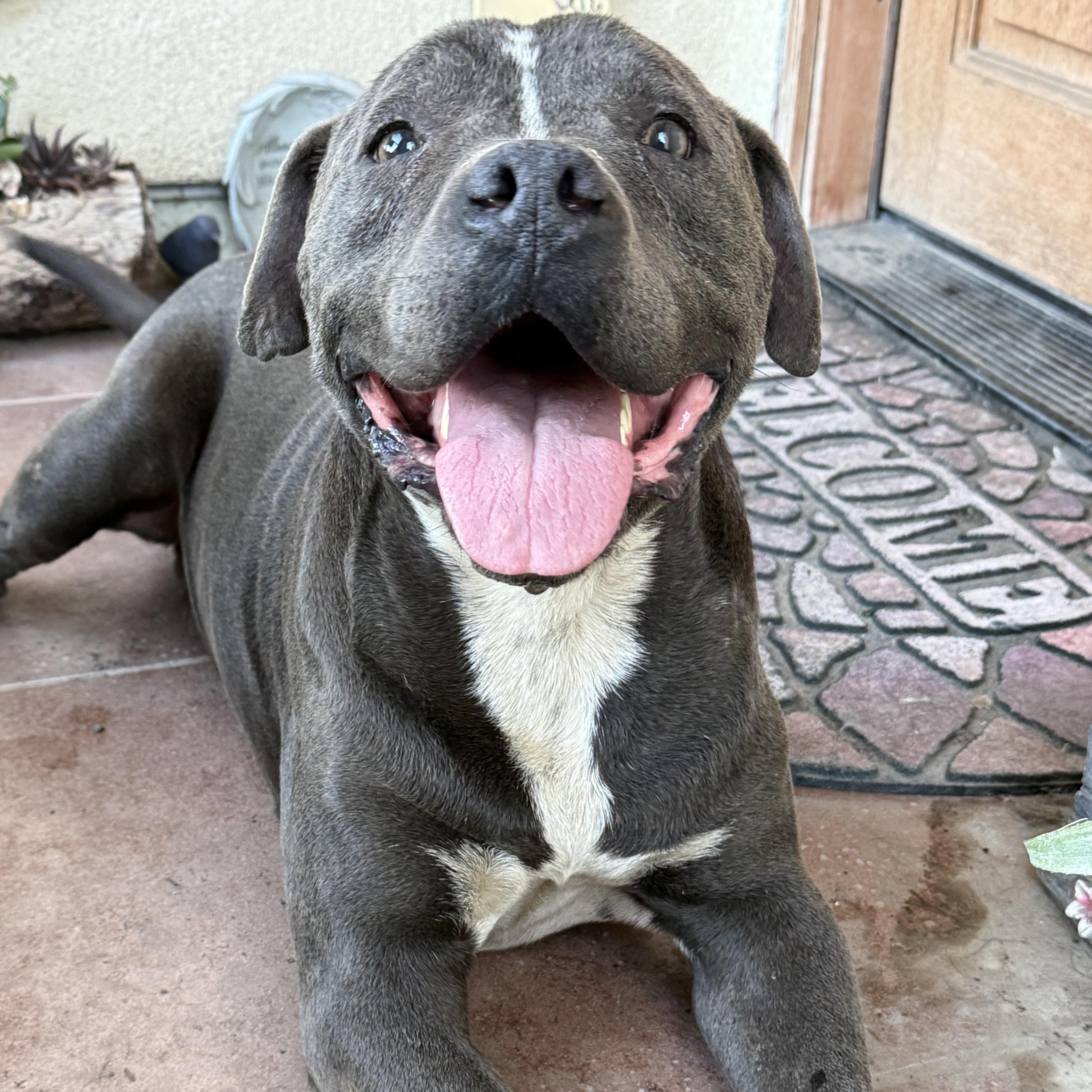Enlarge Bubs, a Adoptable Pit Bull Terrier in Ventura, CA image 1/5