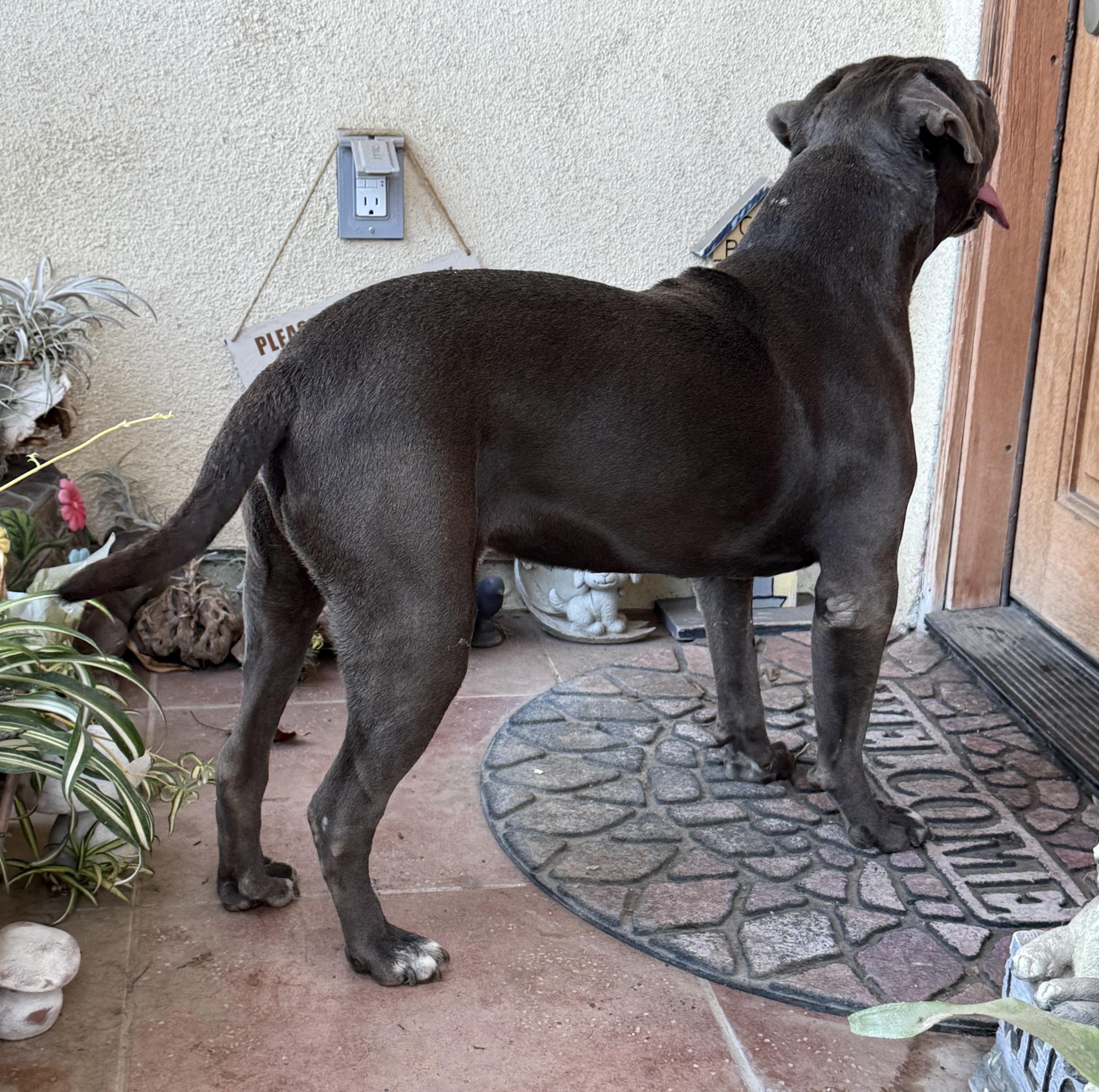 Enlarge Bubs, a Adoptable Pit Bull Terrier in Ventura, CA image 5/5