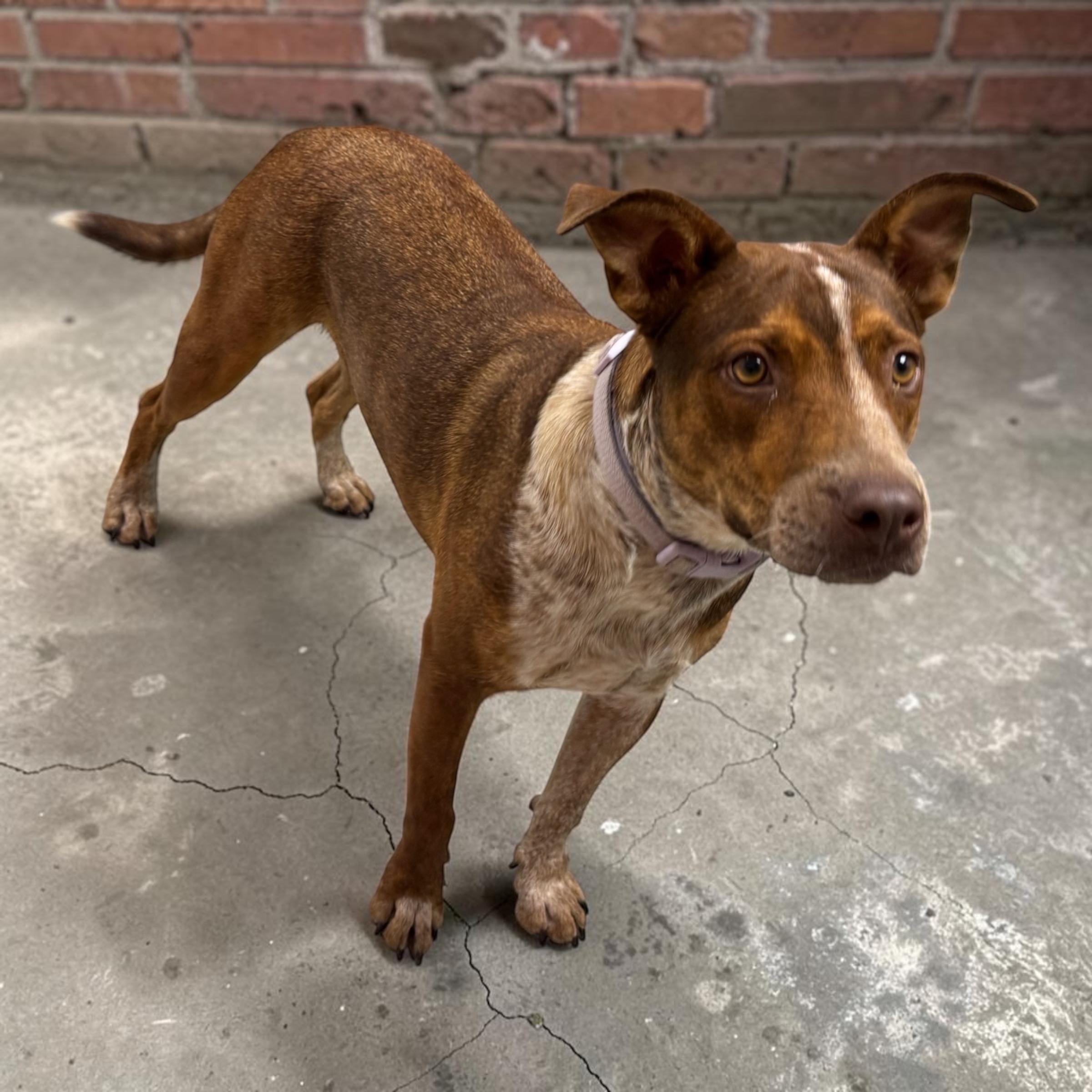 Enlarge Freckles, a Adoptable mixed breed in Beloit, WI image 4/5