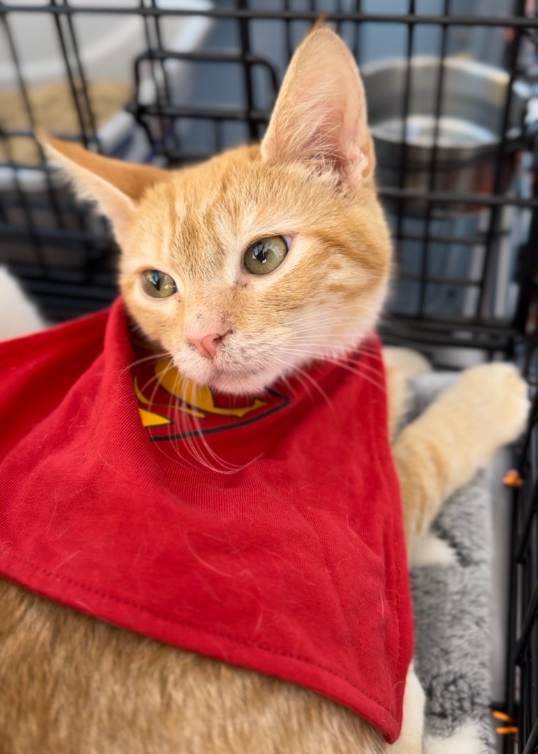 Petey, a Adoptable Domestic Short Hair in Garden Grove, CA image 1/9