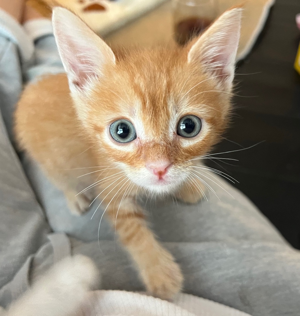 Petey, a Adoptable Domestic Short Hair in Garden Grove, CA image 2/9