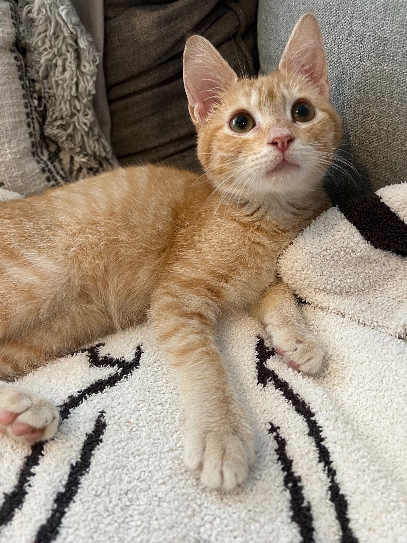 Petey, a Adoptable Domestic Short Hair in Garden Grove, CA image 3/9