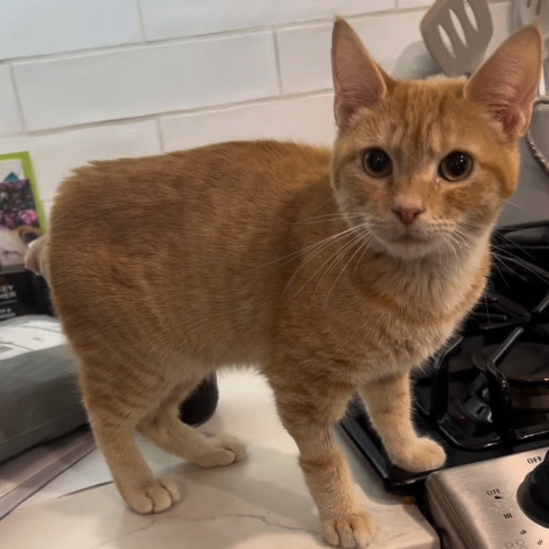 Petey, a Adoptable Domestic Short Hair in Garden Grove, CA image 4/9