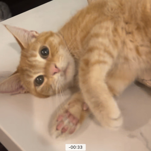 Petey, a Adoptable Domestic Short Hair in Garden Grove, CA image 5/9