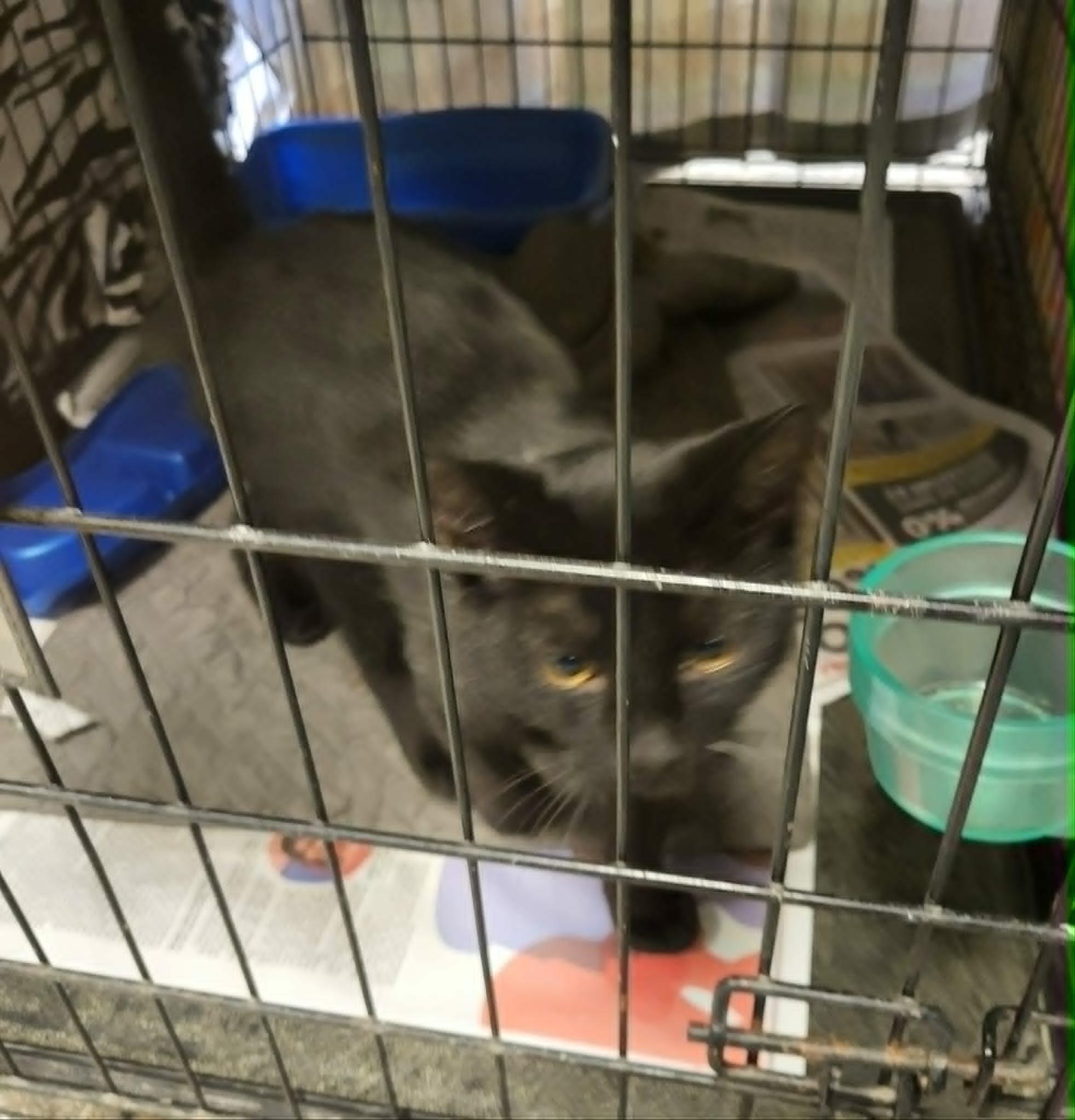 Tiger fiv+ - Adoption fee waived