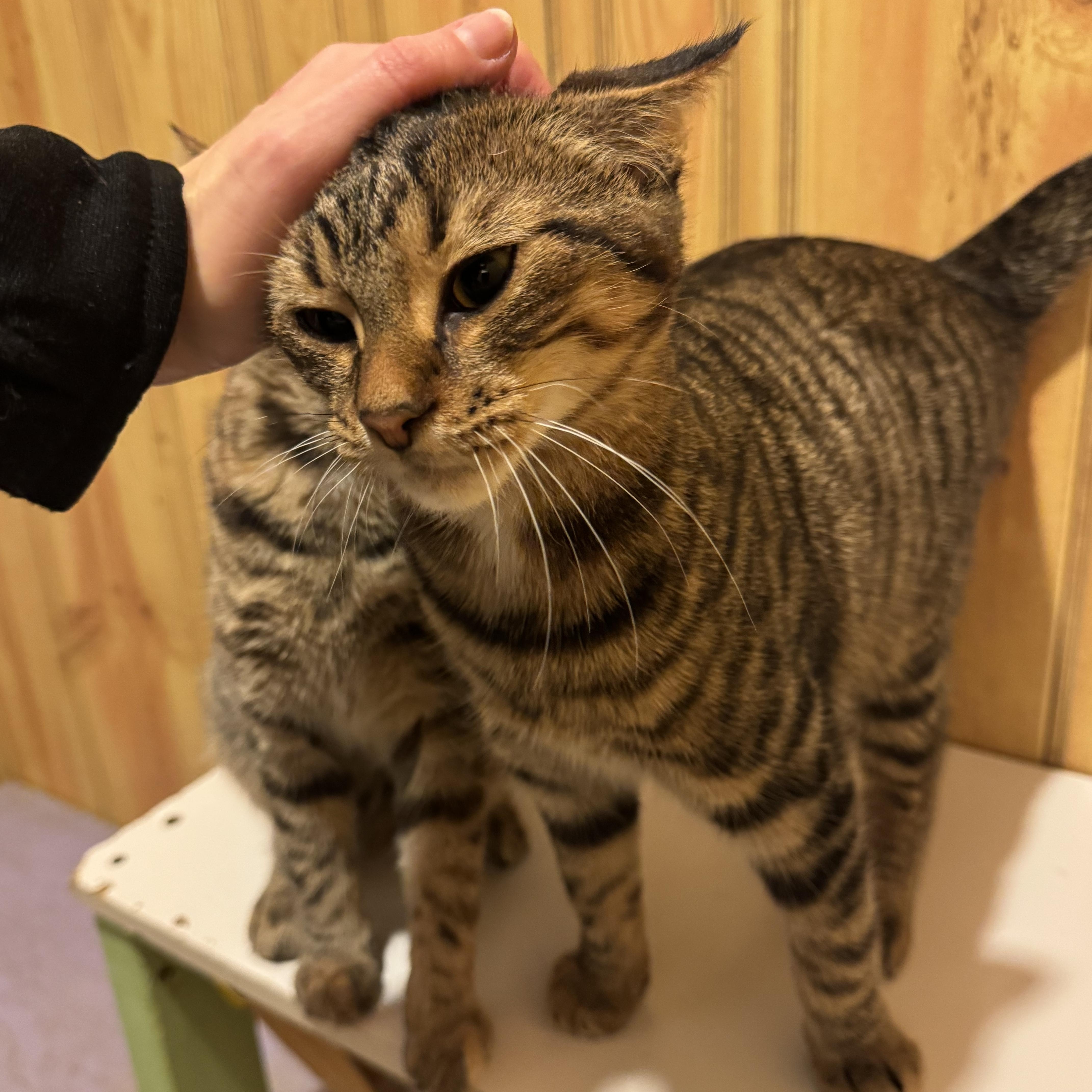 Loki, an adopted Domestic Short Hair in North Tonawanda, NY image 3/6