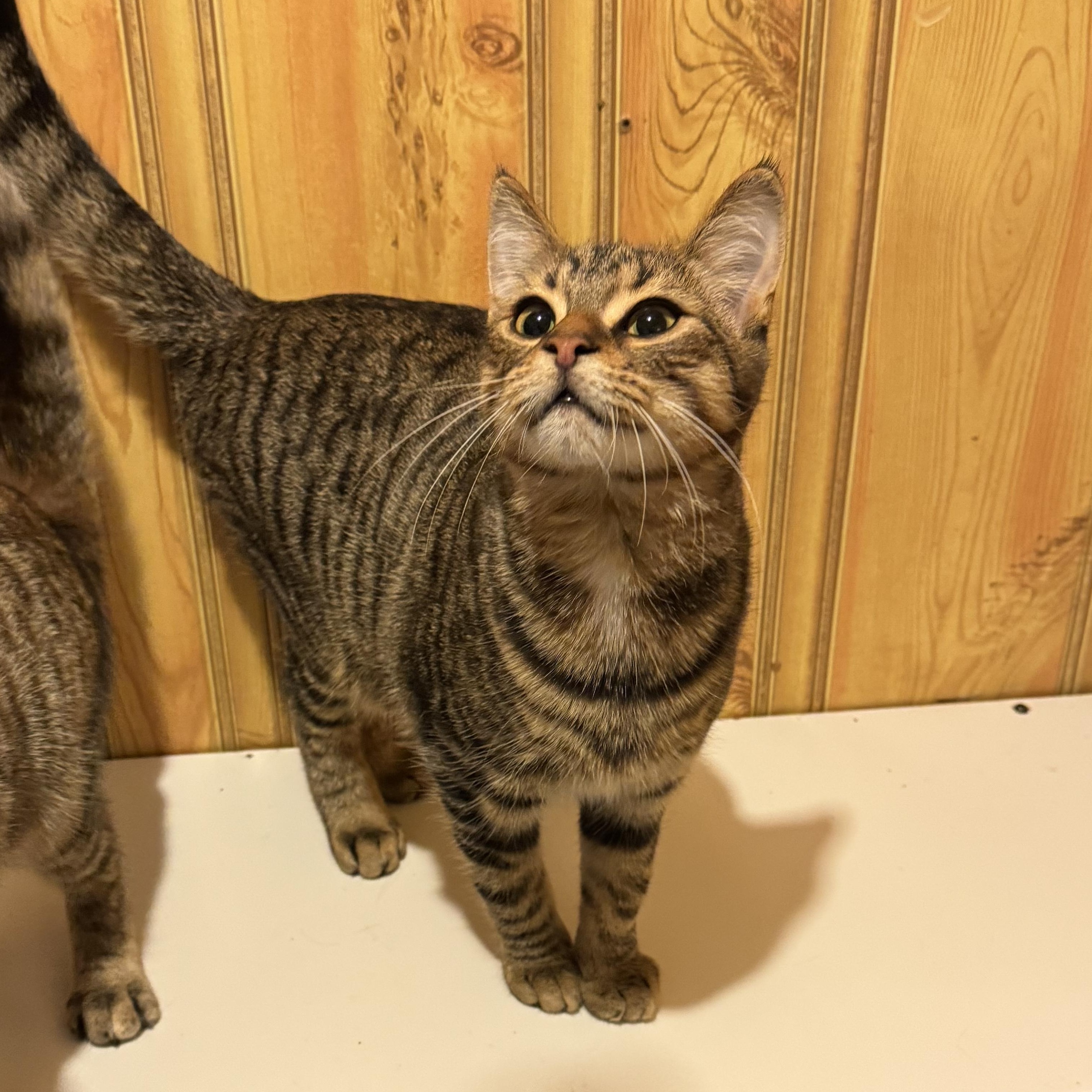 Loki, an adopted Domestic Short Hair in North Tonawanda, NY image 1/6