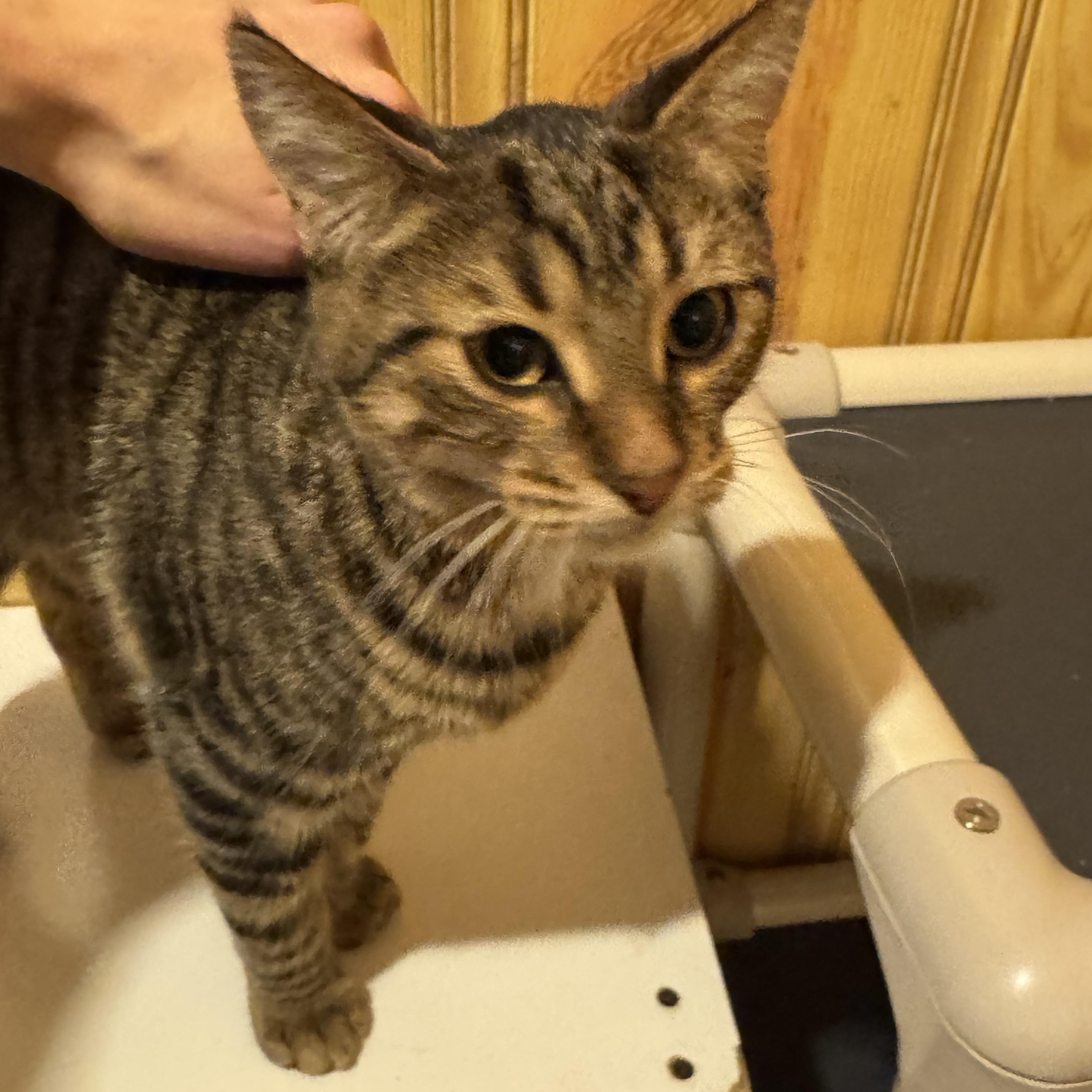 Loki, an adopted Domestic Short Hair in North Tonawanda, NY image 6/6