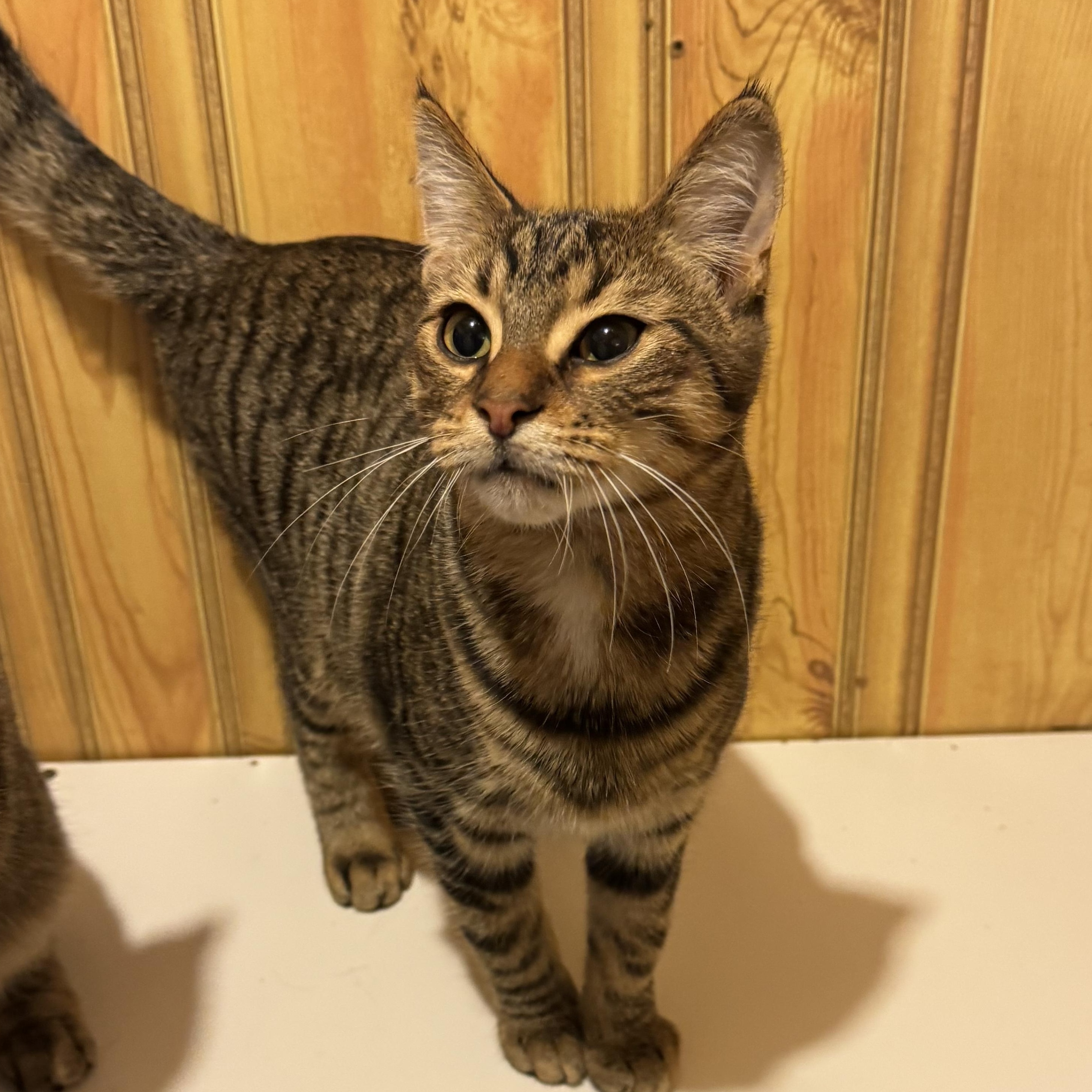 Loki, an adopted Domestic Short Hair in North Tonawanda, NY image 5/6