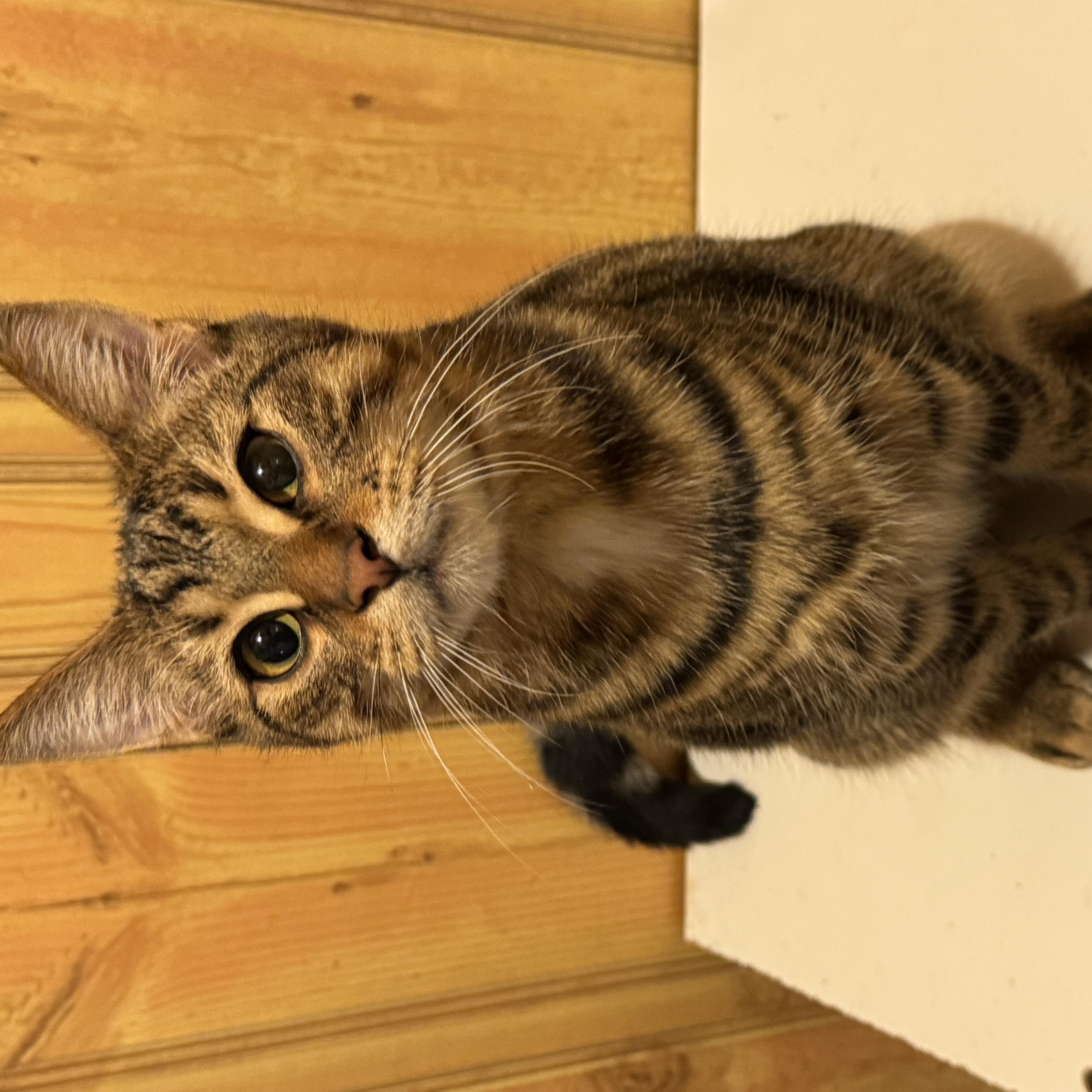 Loki, an adopted Domestic Short Hair in North Tonawanda, NY image 2/6