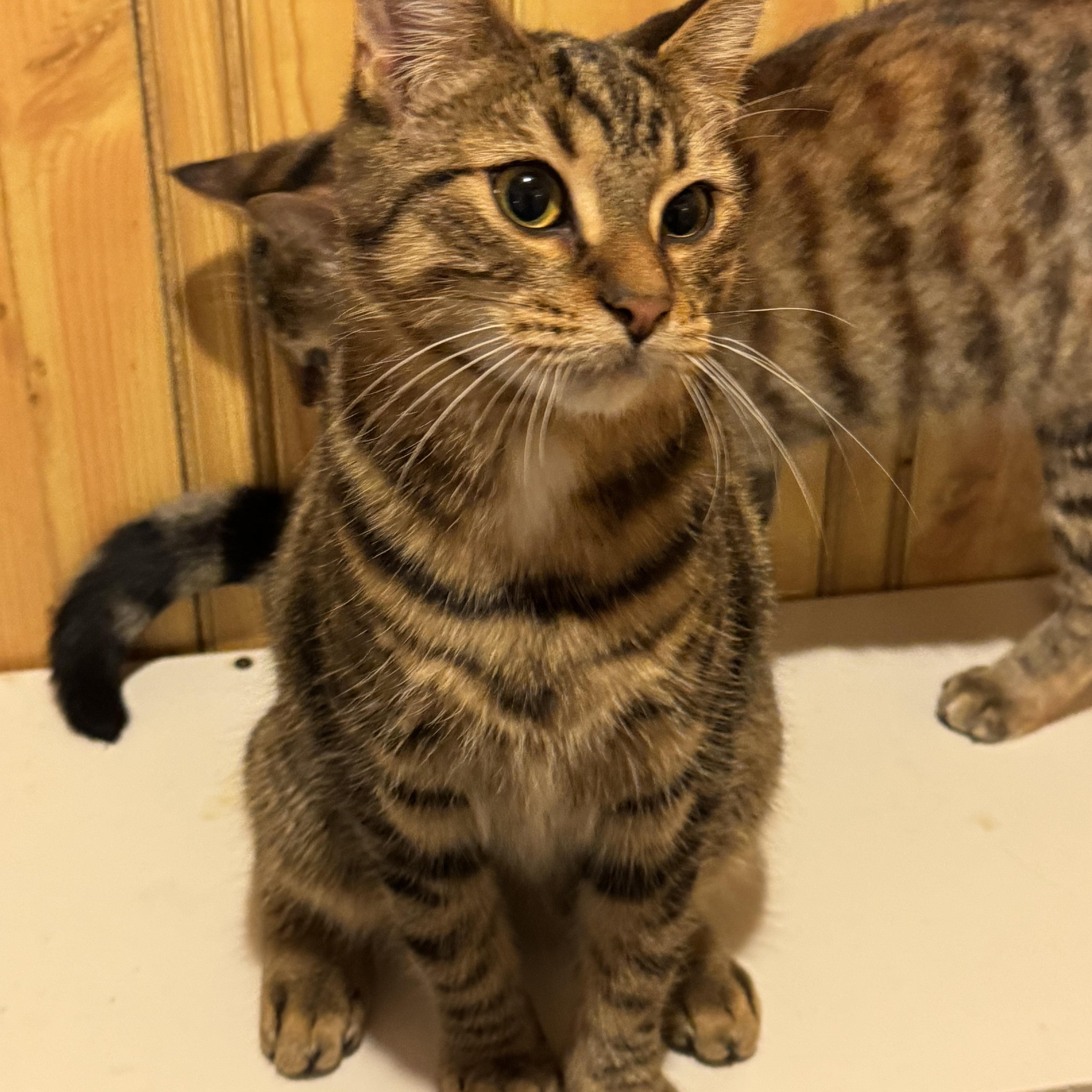 Loki, an adopted Domestic Short Hair in North Tonawanda, NY image 4/6