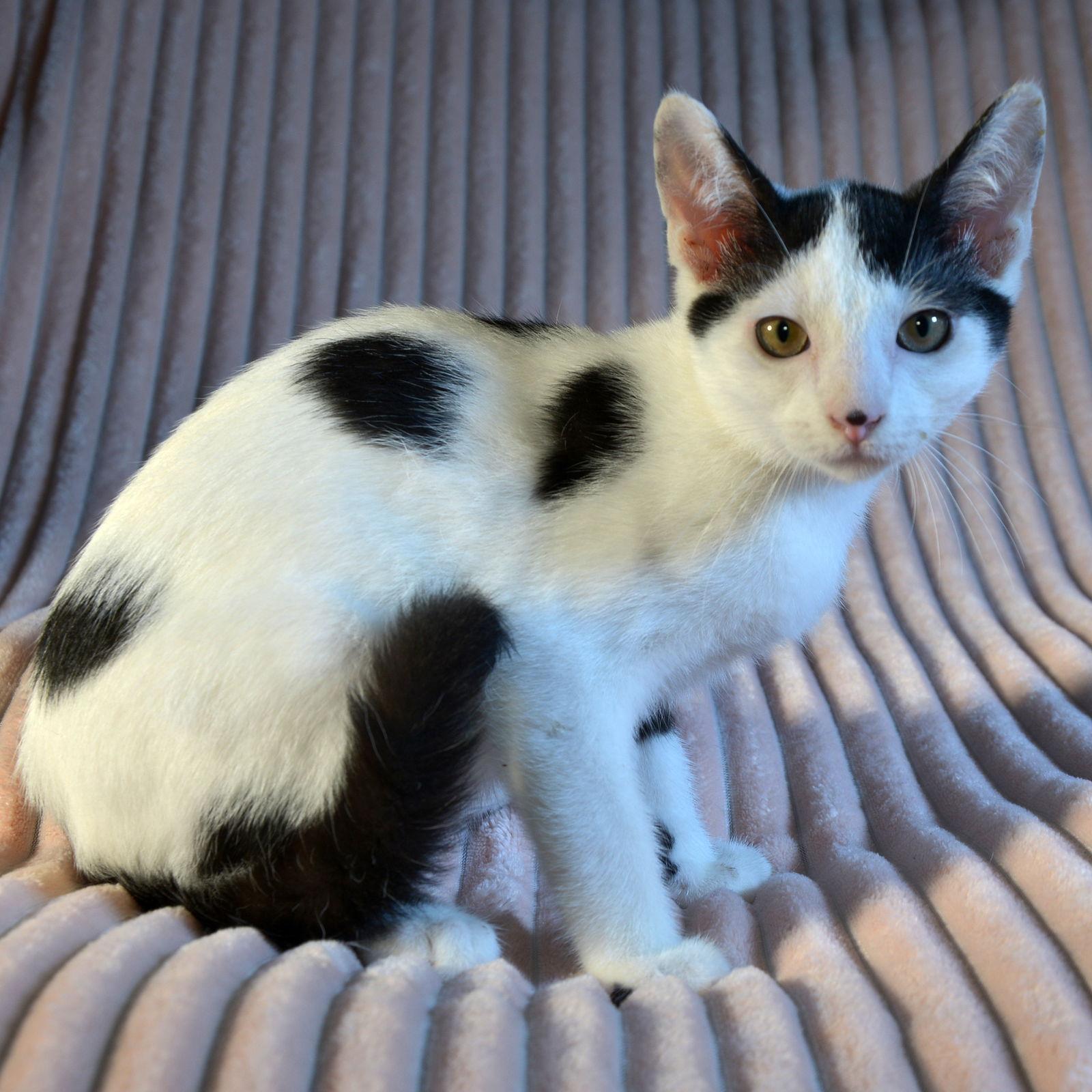 Ping, Adoptable, Kitten Male Domestic Short Hair.