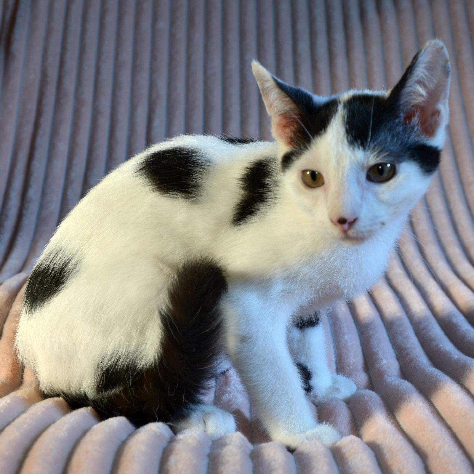 Ping, a Adoptable Domestic Short Hair in Traverse City, MI image 2/2