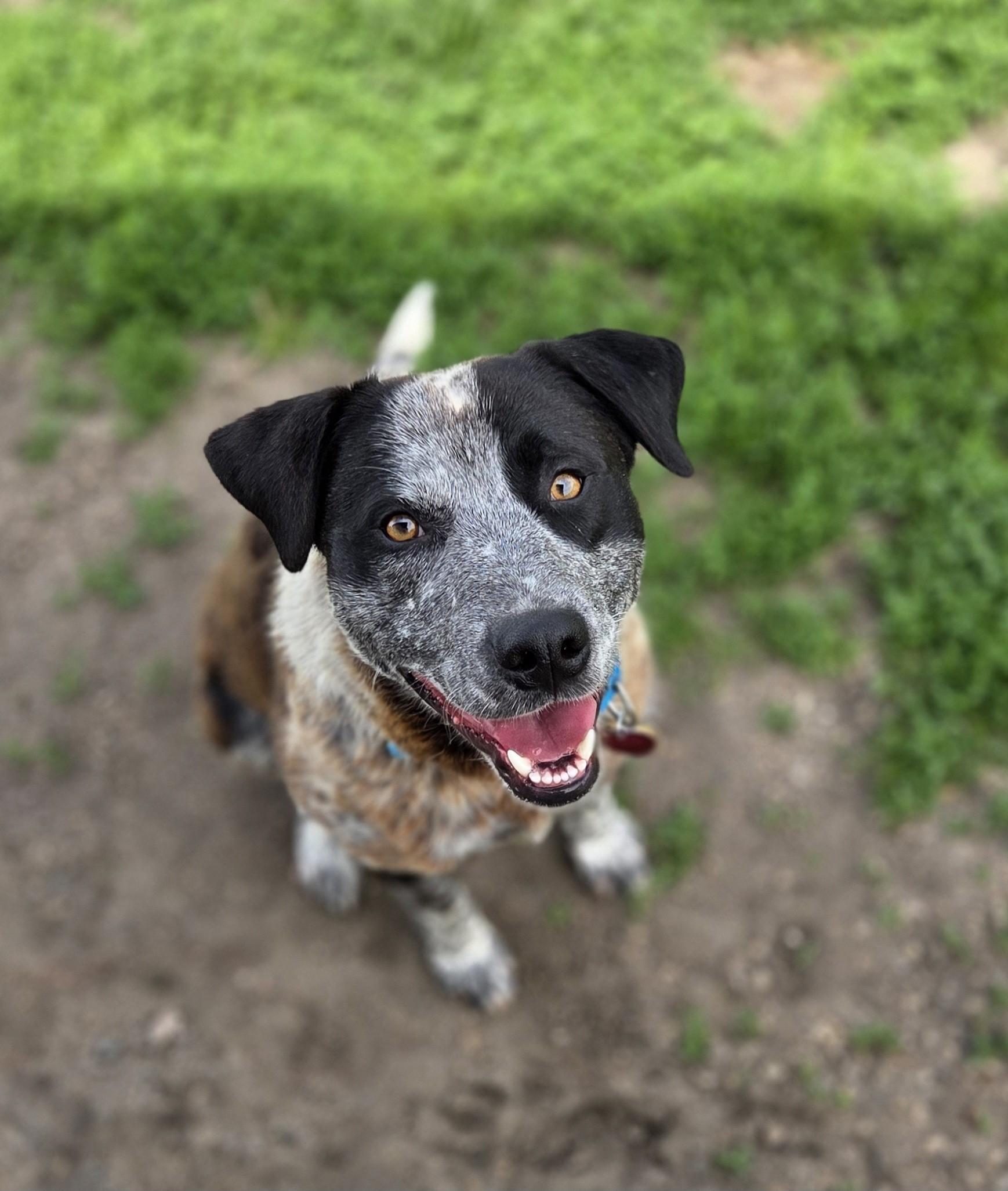 Enlarge Rohl'n, a ADOPTABLE mixed breed in Brookings, SD image 1/3