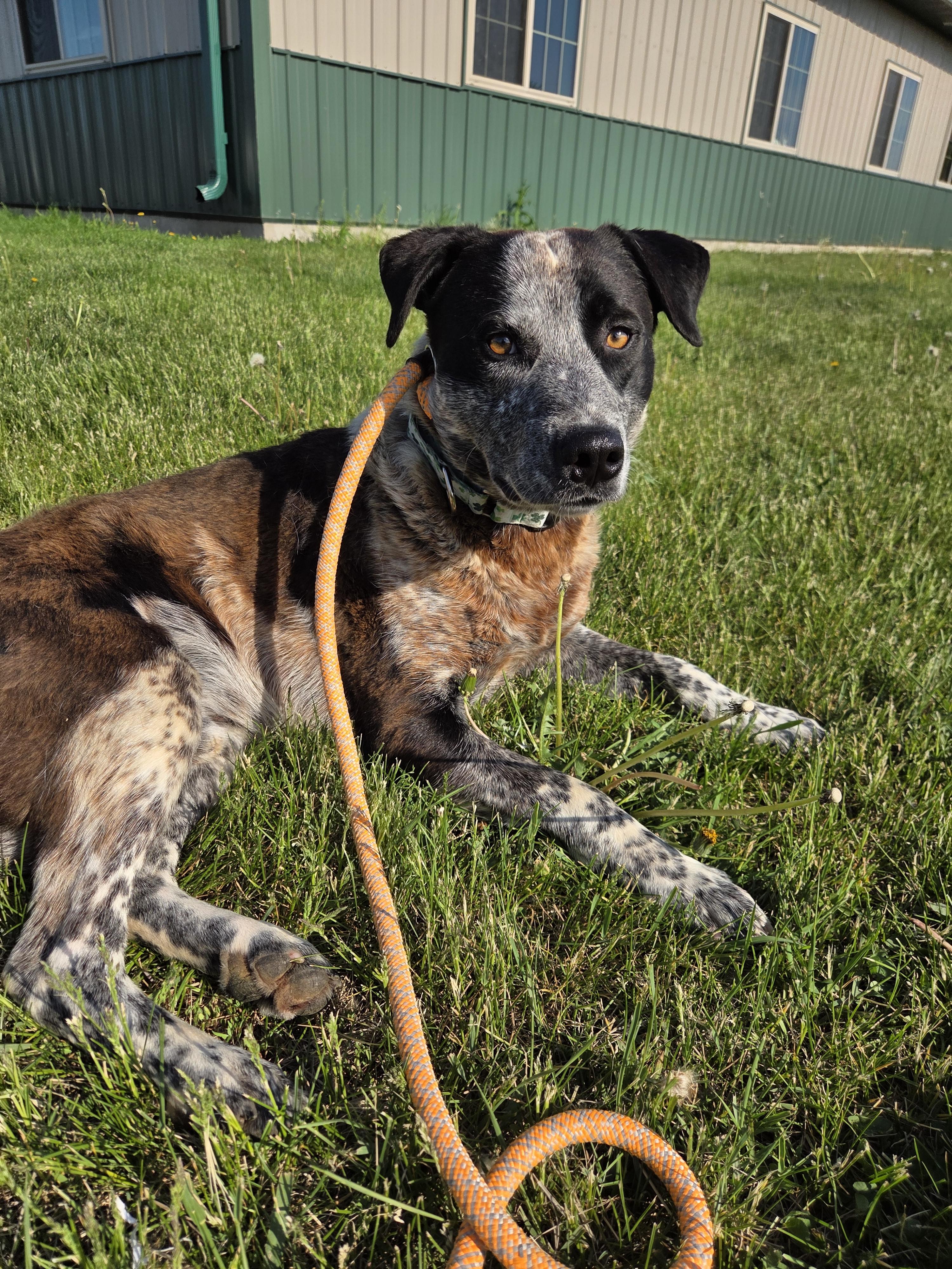 Enlarge Rohl'n, a ADOPTABLE mixed breed in Brookings, SD image 3/3