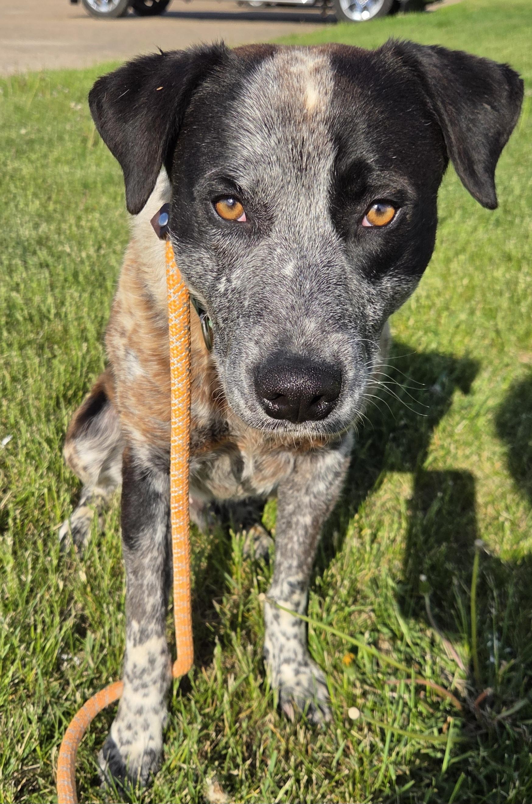 Enlarge Rohl'n, a ADOPTABLE mixed breed in Brookings, SD image 2/3