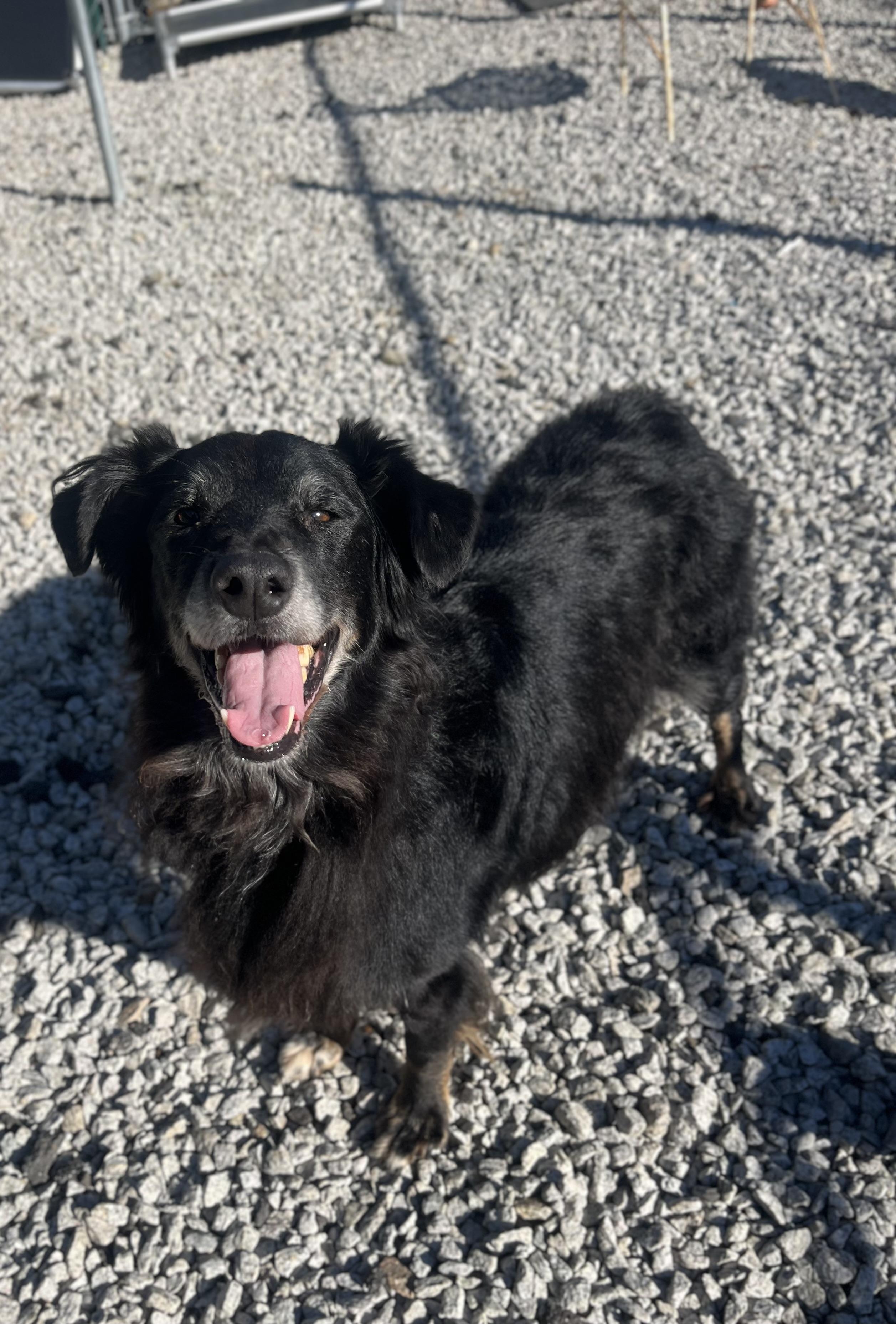 Barney, Adoptable, Senior Male Border Collie & Aussiedoodle.