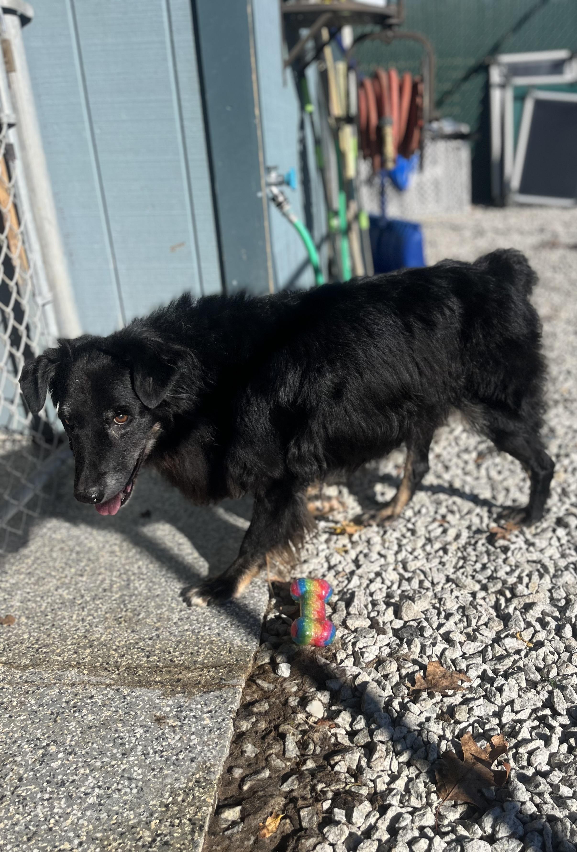 Barney, a Adoptable mixed breed in Blackstone, MA image 2/6