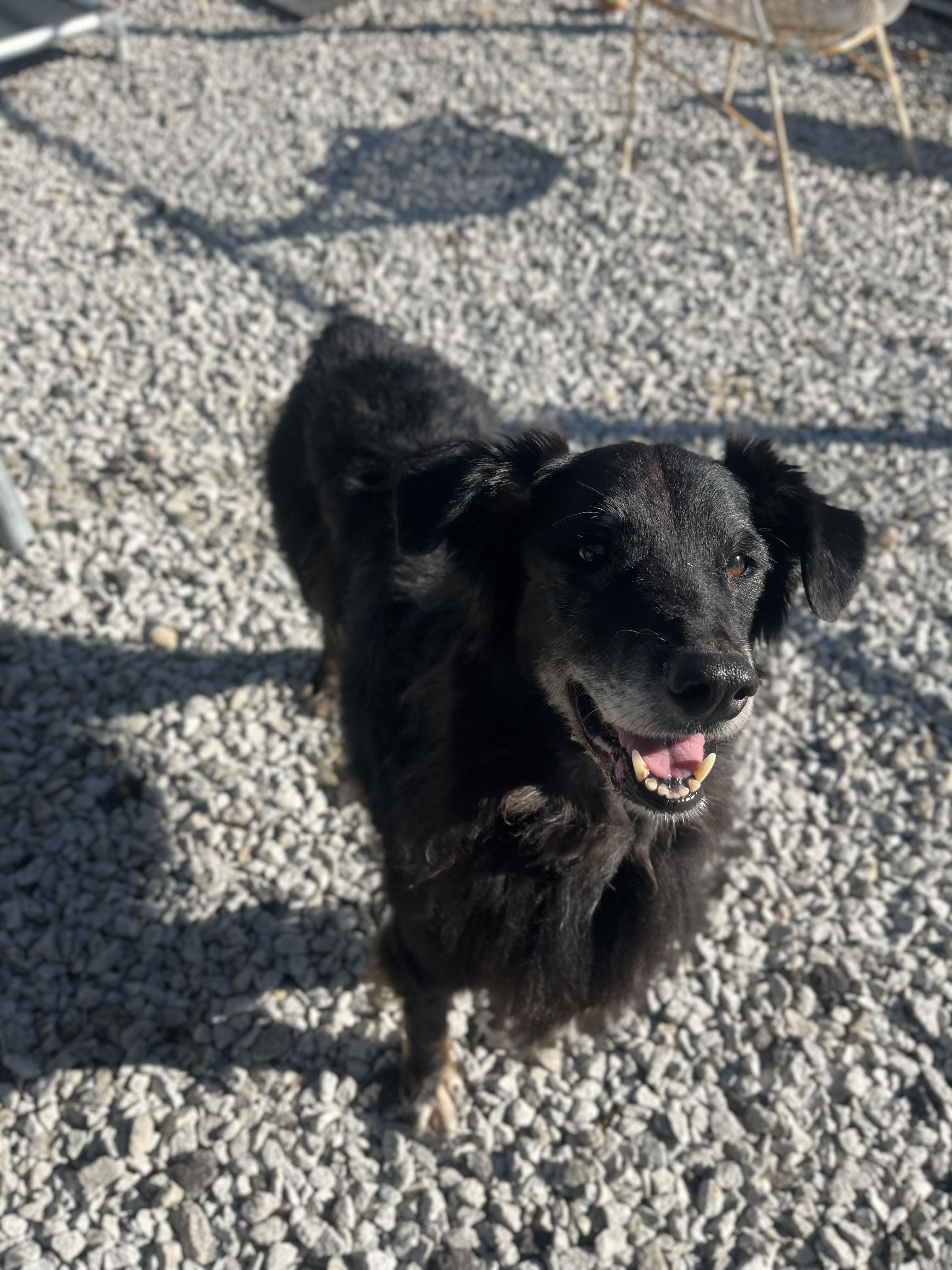 Barney, an adoptable Border Collie, Aussiedoodle in Blackstone, MA, 01504 | Photo Image 6