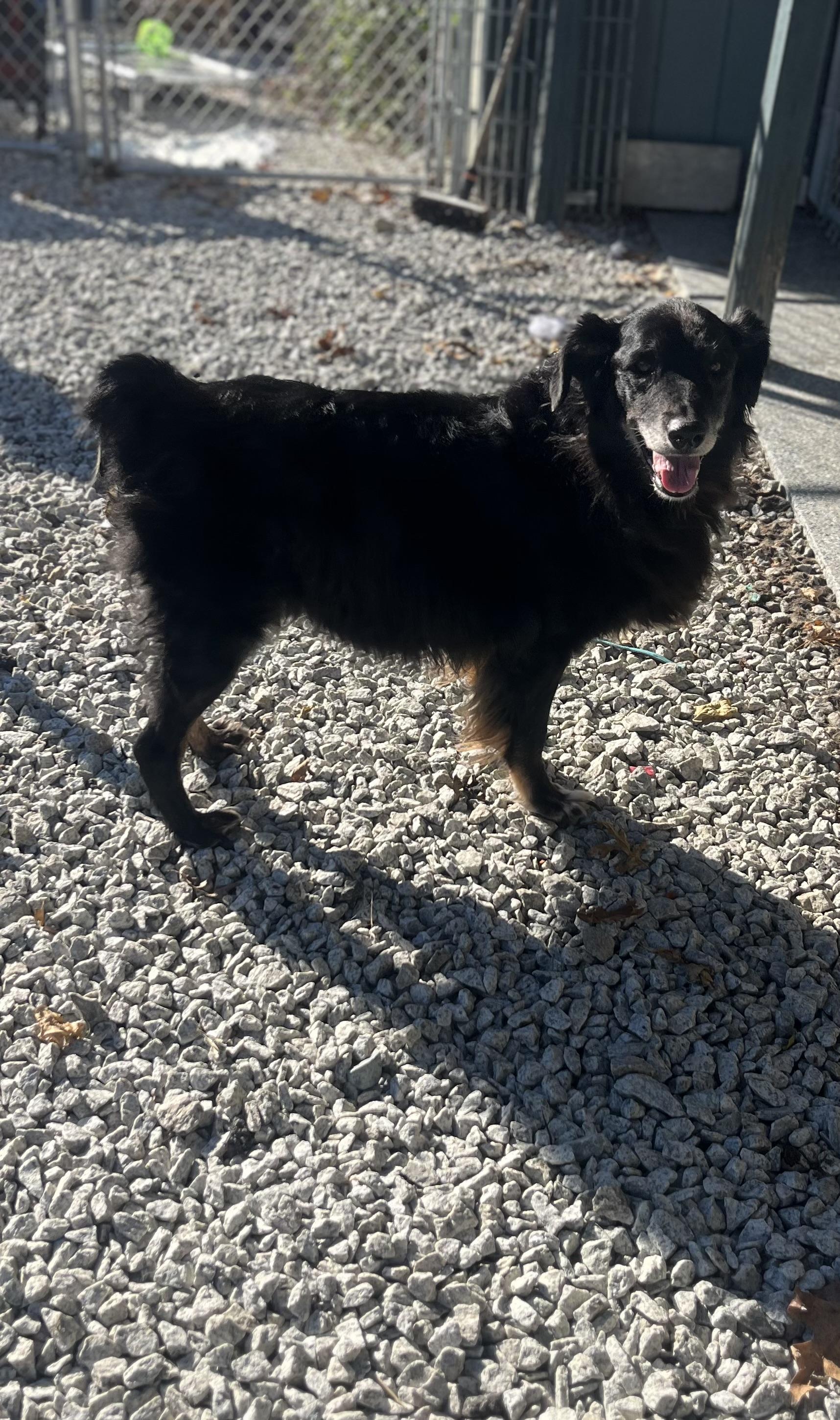 Barney, a Adoptable mixed breed in Blackstone, MA image 4/6