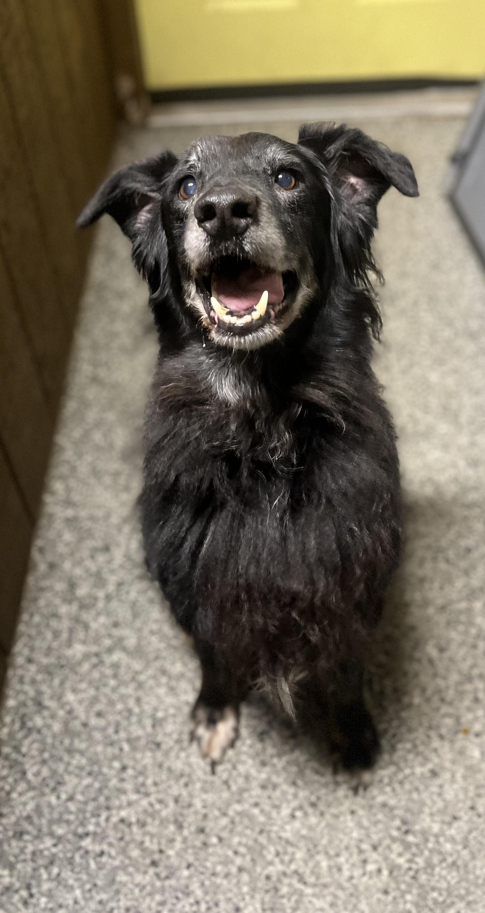 Barney, a Adoptable mixed breed in Blackstone, MA image 5/6