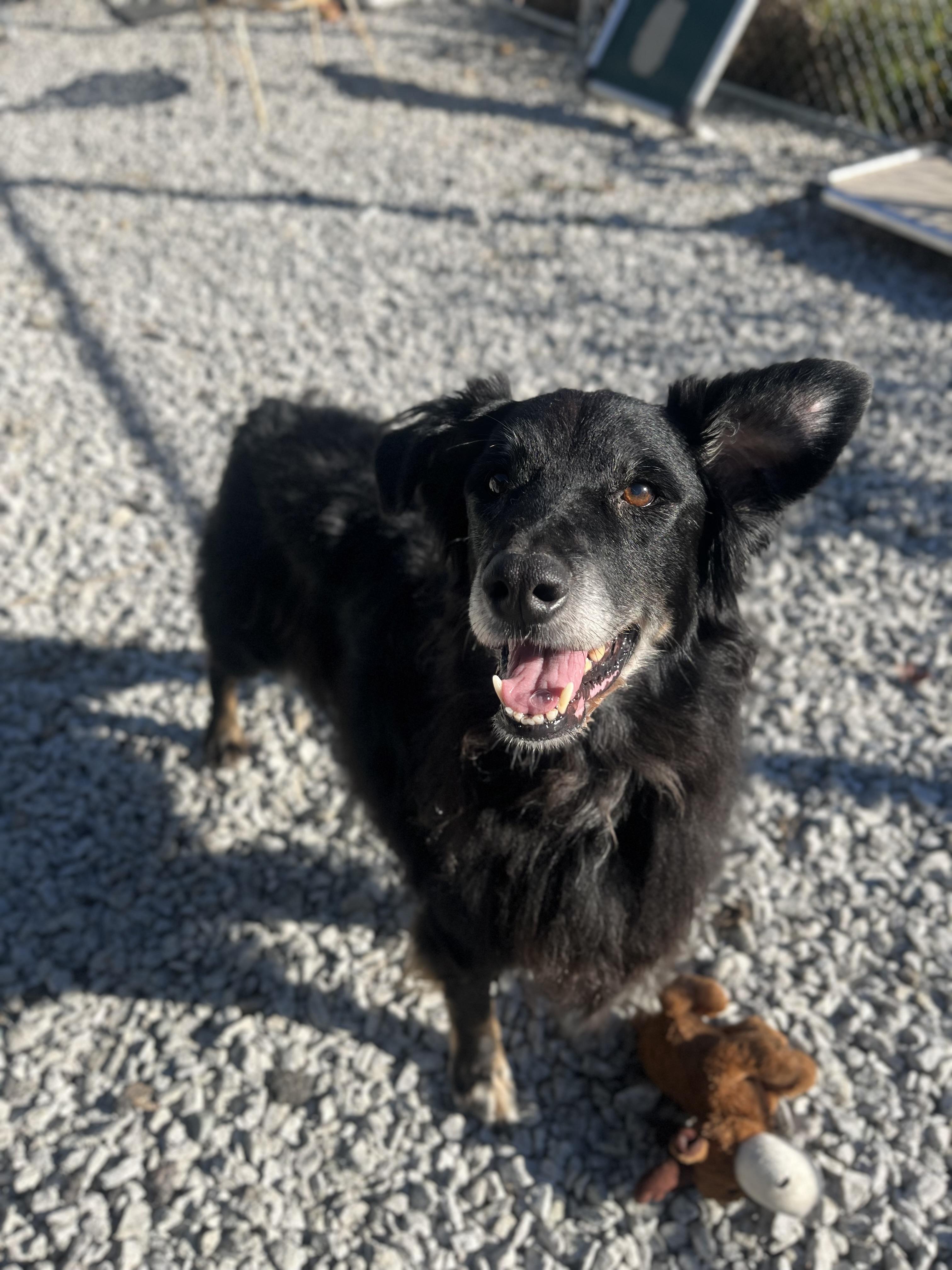 Barney, a Adoptable mixed breed in Blackstone, MA image 6/6