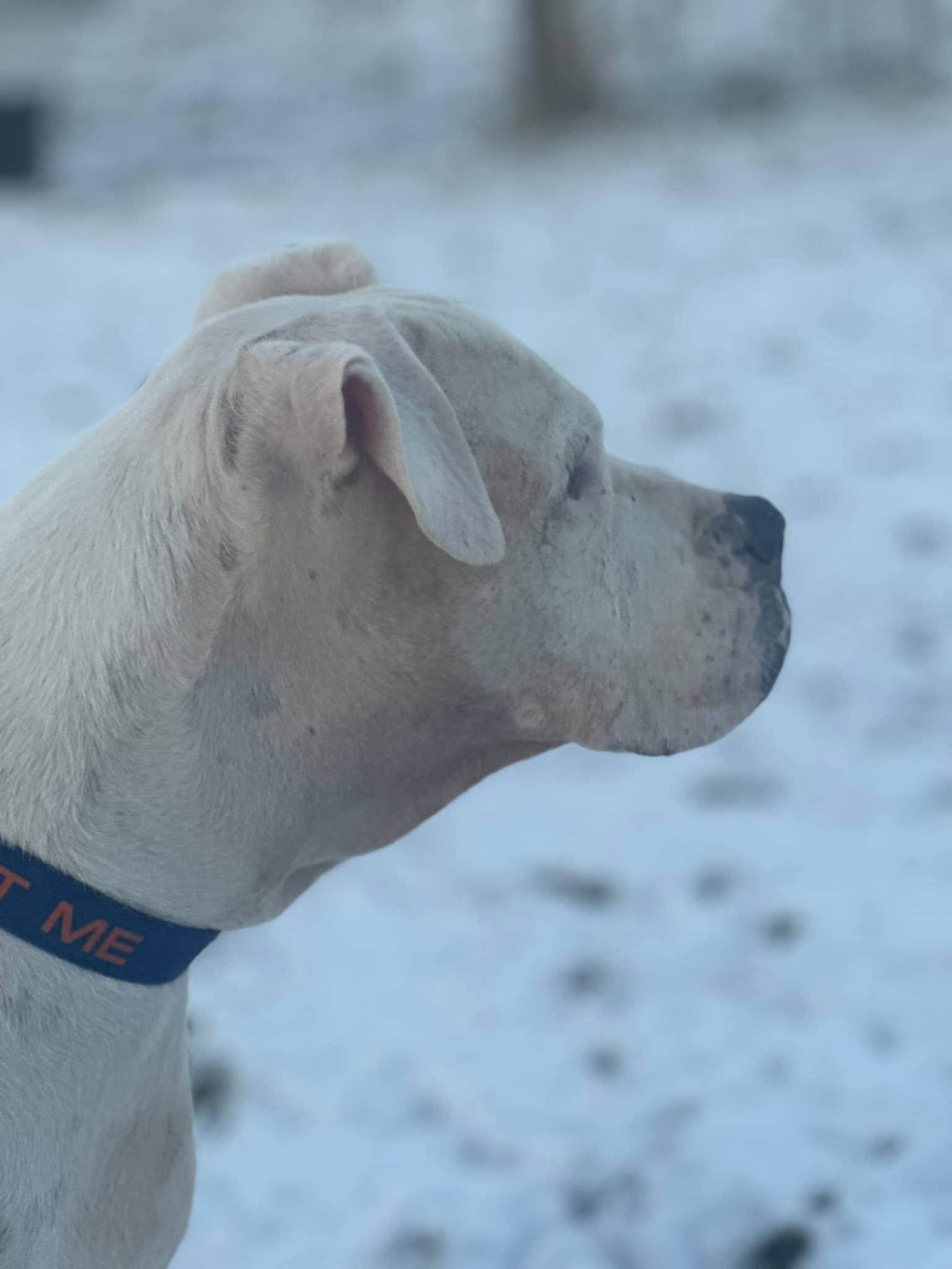 Ghost, a Adoptable mixed breed in Lakeville, MN image 1/3