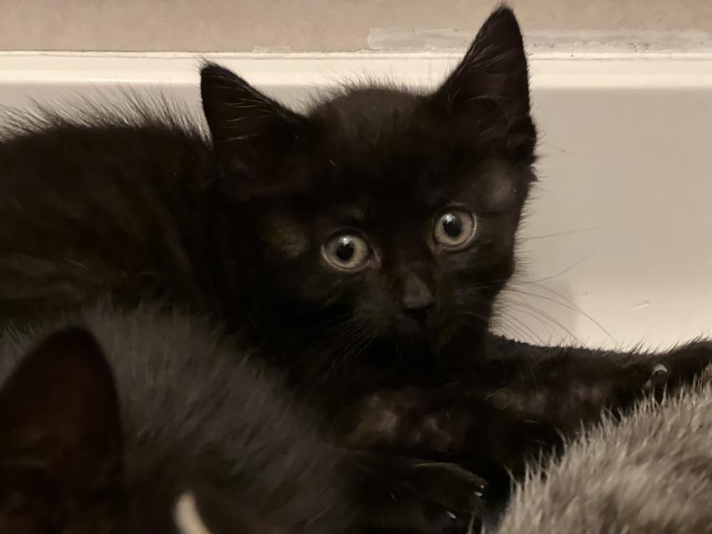 Xercees, Adoptable, Young Female Domestic Short Hair.