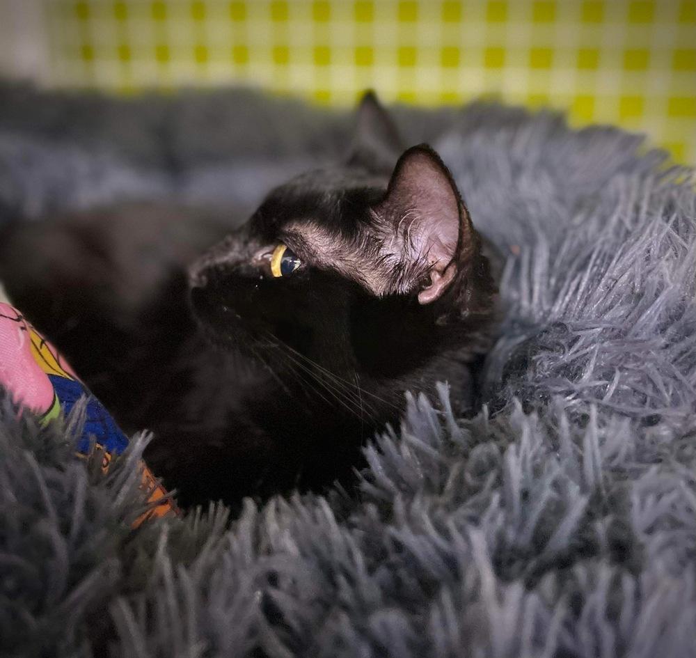 Enlarge Xercees, a Adoptable Domestic Short Hair in Virginia Beach, VA image 3/5