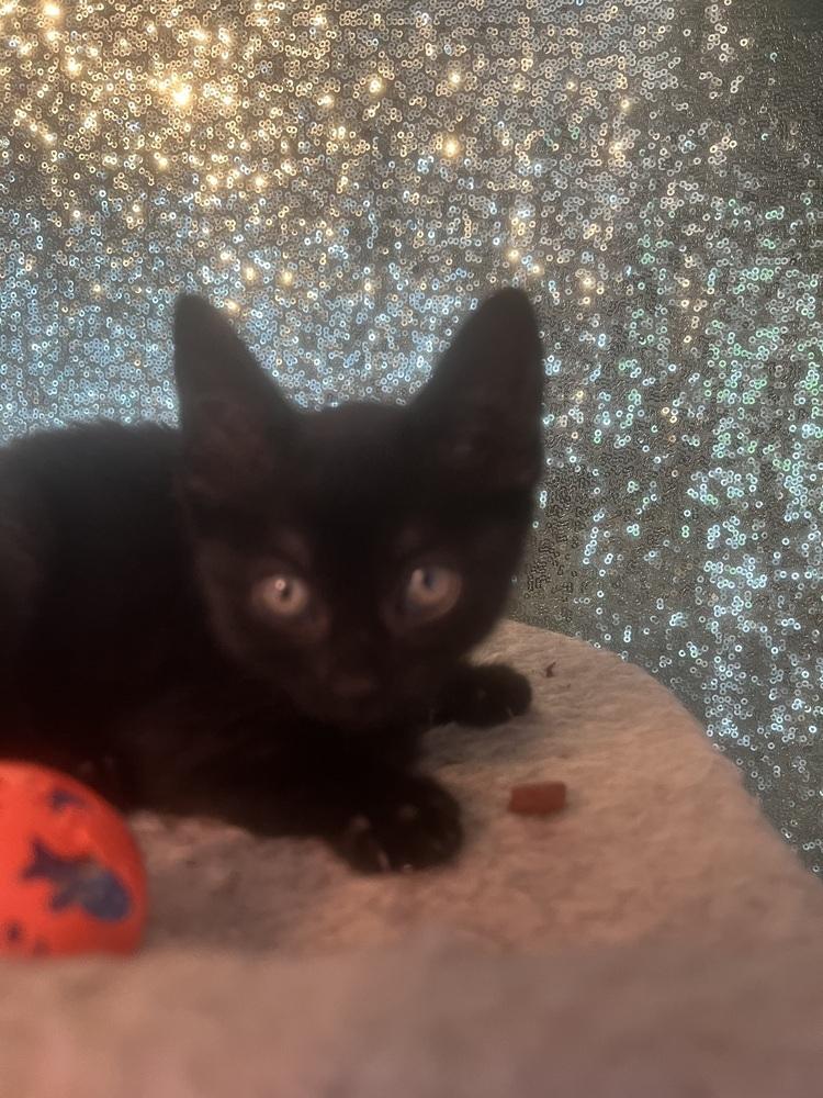 Enlarge Xercees, a Adoptable Domestic Short Hair in Virginia Beach, VA image 4/5