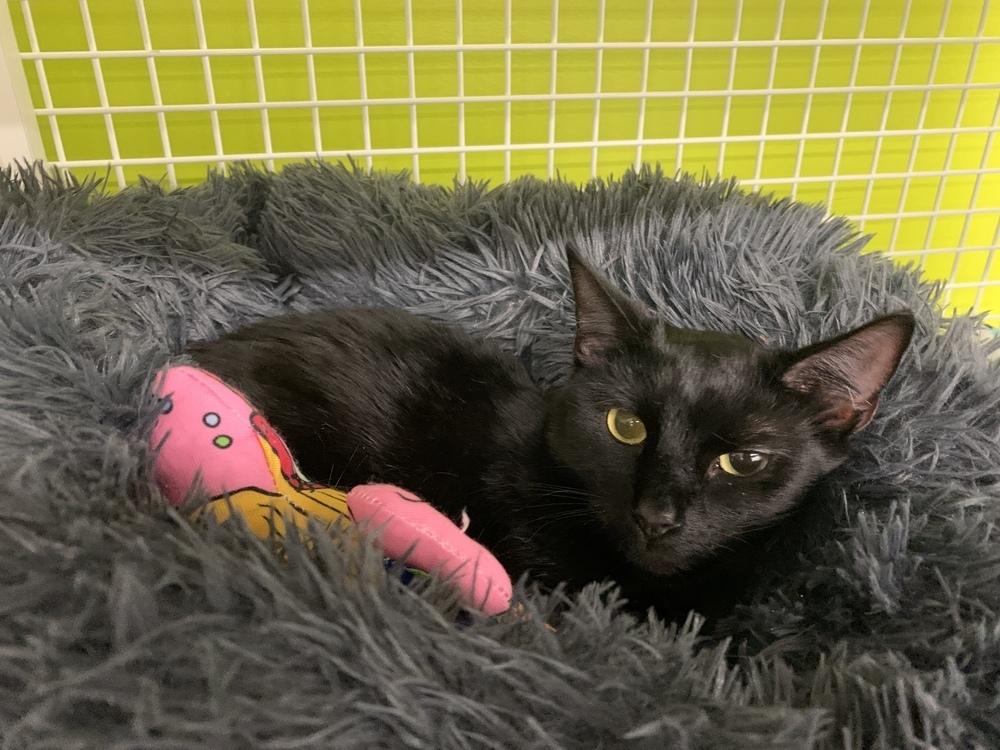 Xercees, Adoptable, Young Female Domestic Short Hair.