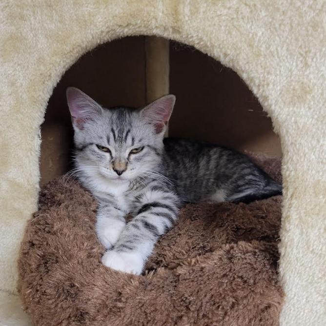 Middle Child (MC), Adoptable, Young Male Domestic Short Hair.