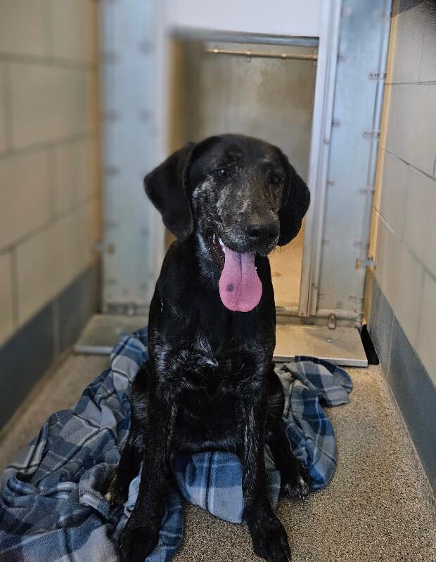 Marigold, Adoptable, Young Female Black Labrador Retriever & Hound.