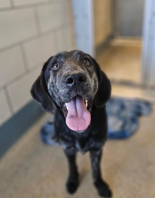 Enlarge Marigold, a Adoptable mixed breed in Disputanta, VA image 2/2