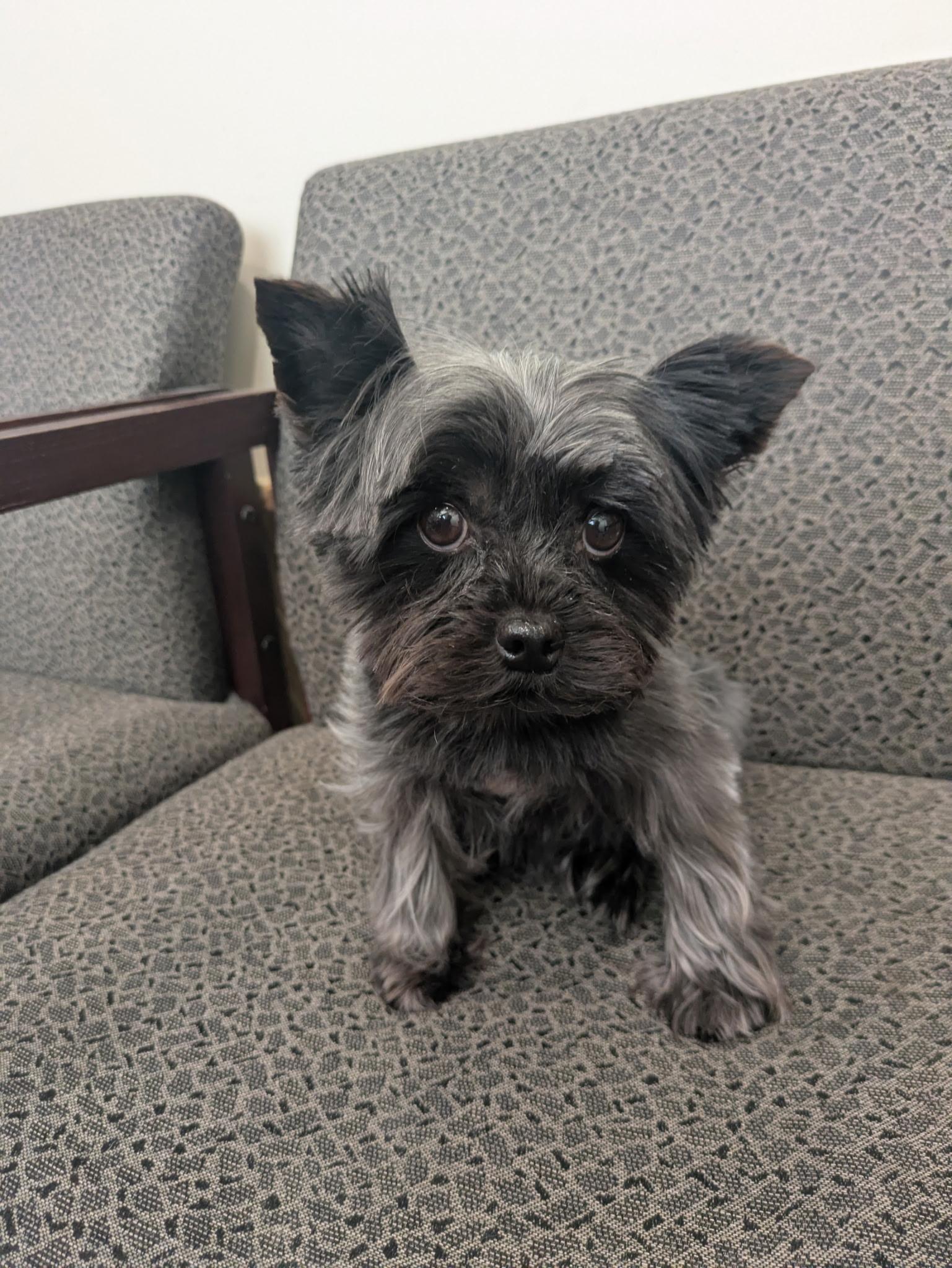 Minnie, Adopted, Adult Female Yorkshire Terrier.