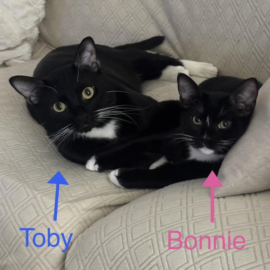 Toby & Bonnie (Courtesy Posting), ADOPTABLE, Young Male Domestic Short Hair & Tuxedo.