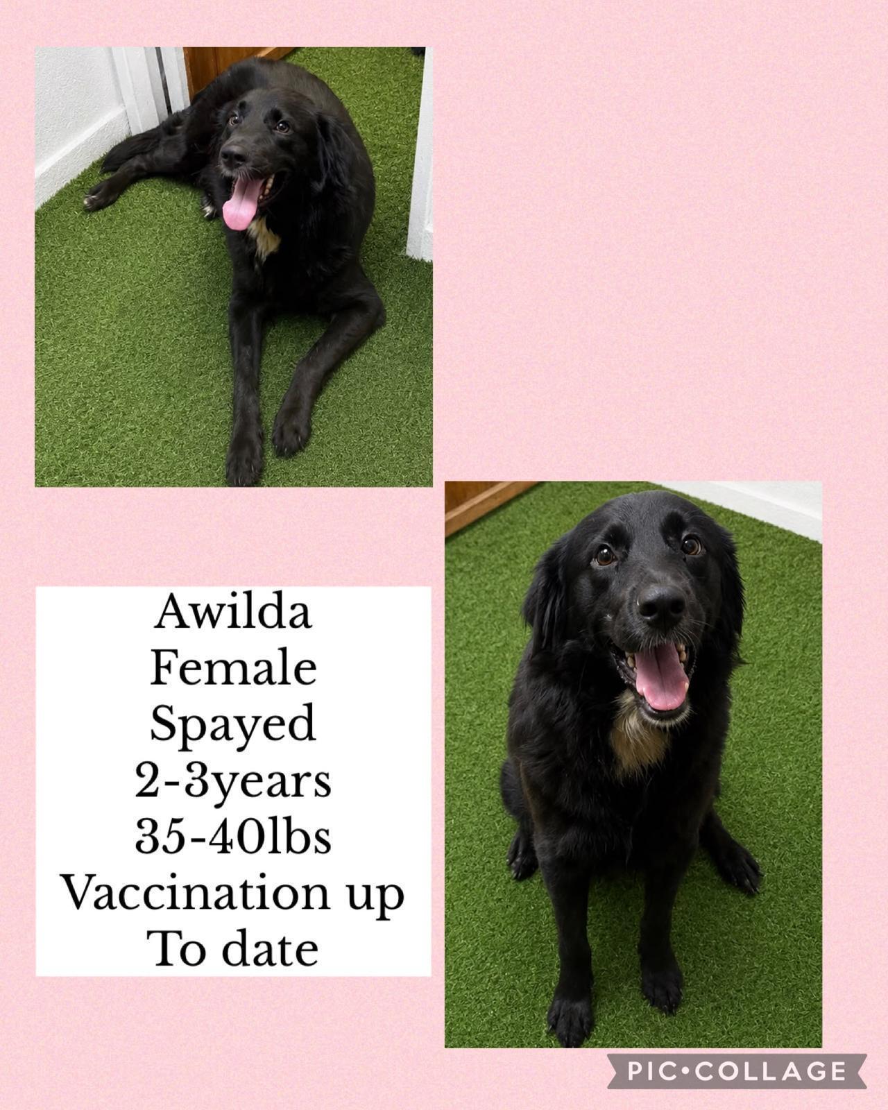 Awilda, Adoptable, Adult Female Border Collie.