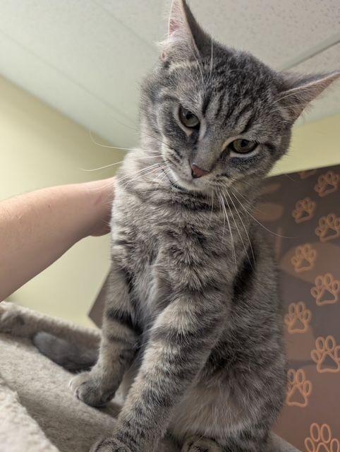 Enlarge Arnie, a ADOPTABLE Domestic Short Hair in Lake Orion, MI image 2/4