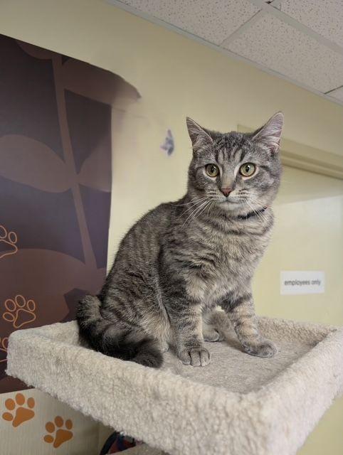 Enlarge Arnie, a ADOPTABLE Domestic Short Hair in Lake Orion, MI image 1/4