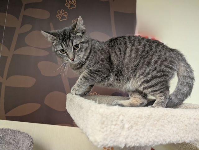 Enlarge Arnie, a ADOPTABLE Domestic Short Hair in Lake Orion, MI image 4/4