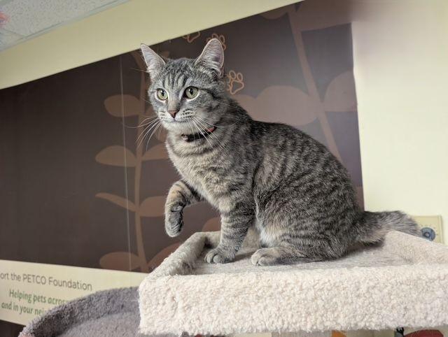 Enlarge Arnie, a ADOPTABLE Domestic Short Hair in Lake Orion, MI image 3/4