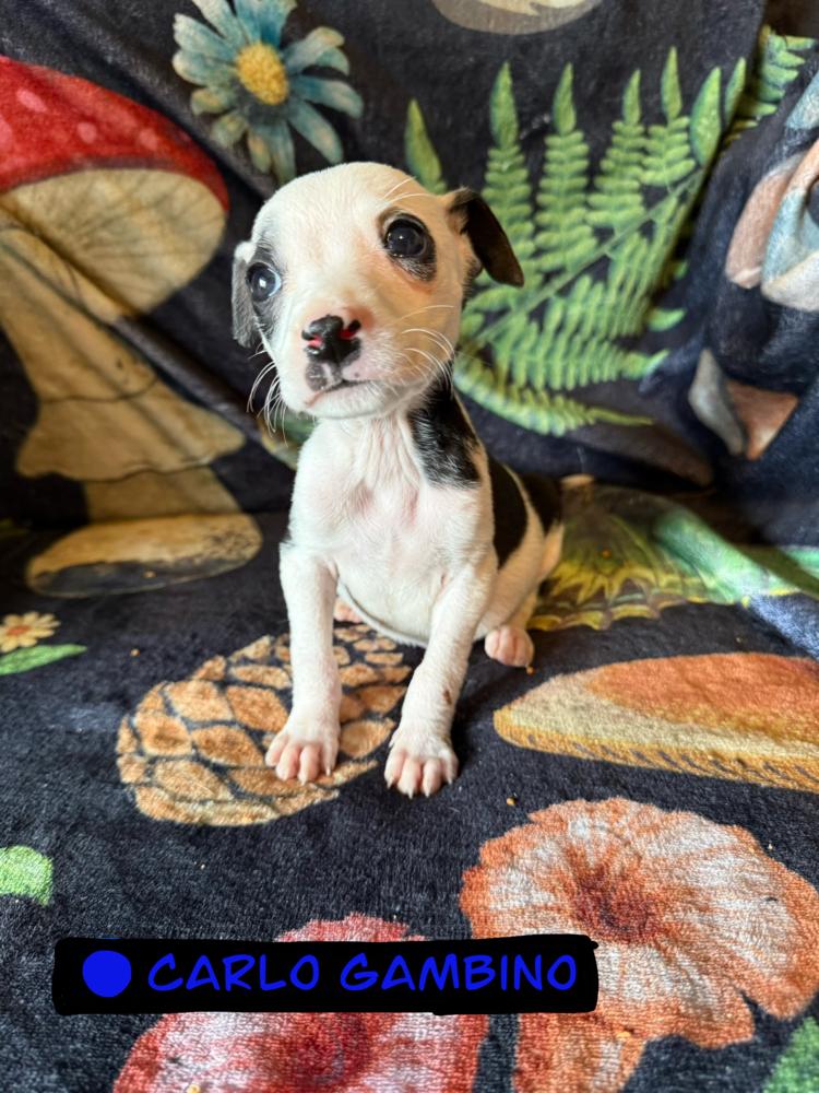 Enlarge Carlo Gambino, a Adoptable mixed breed in Cedartown, GA image 1/1